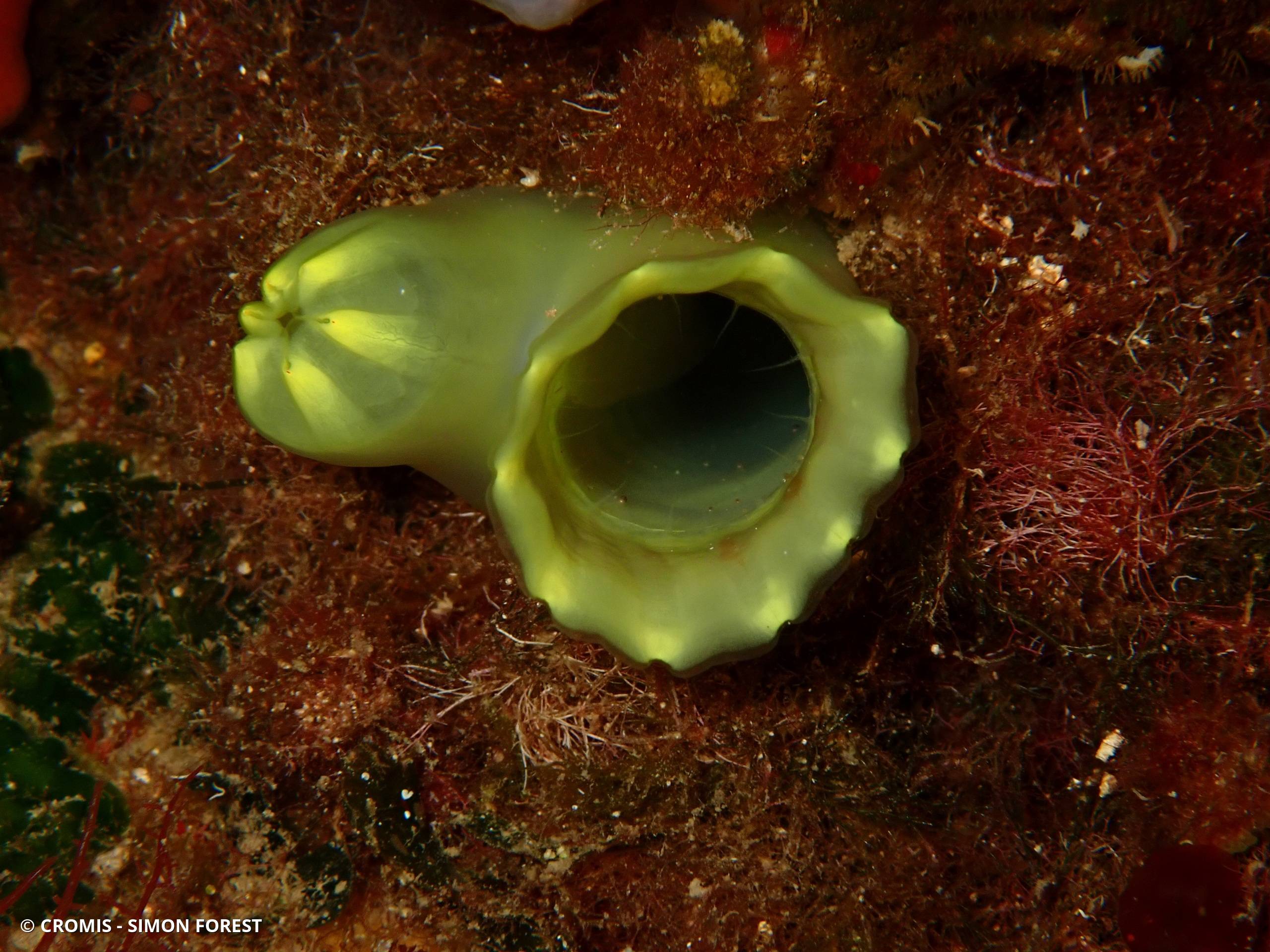 Cione jaune de Edwards
