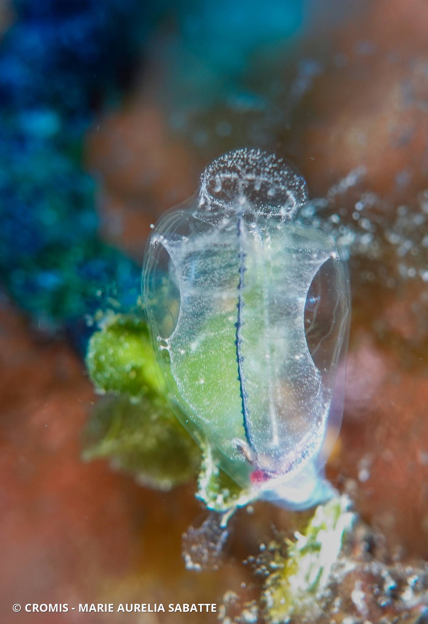 Claveline bleutée de Méditerranée