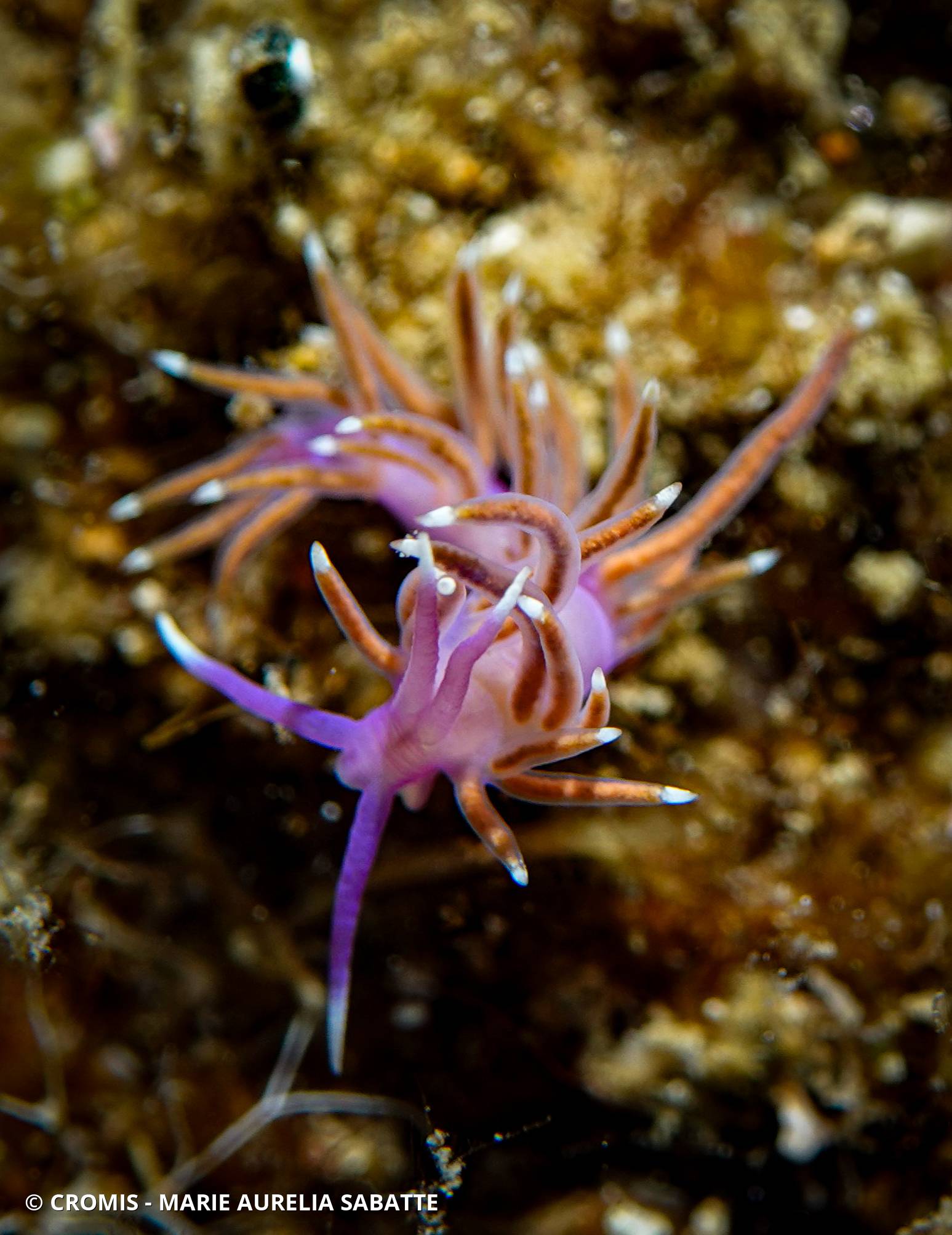 Coryphelle mauve