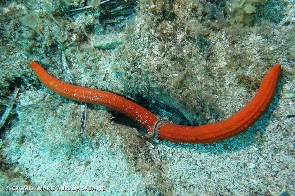 Etoile de mer lisse