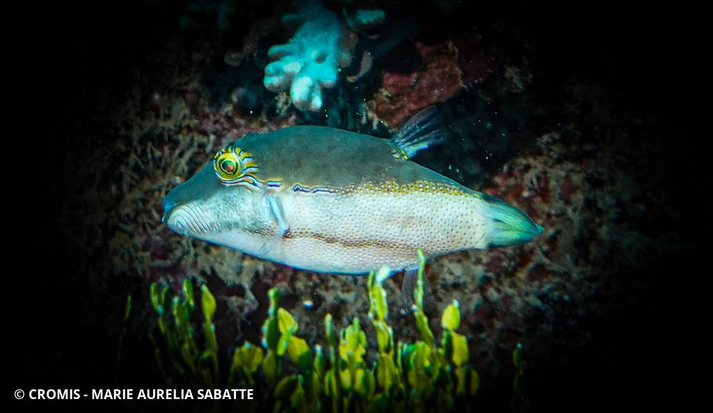 Canthigaster de Bennett