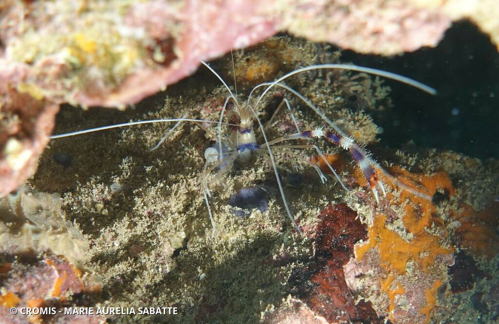 Grande crevette nettoyeuse