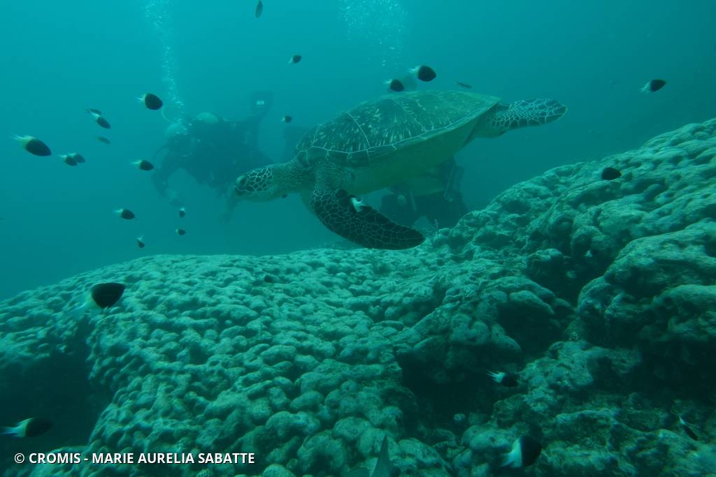 Tortue verte