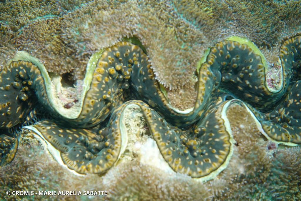 Grande tridacne gaufrée