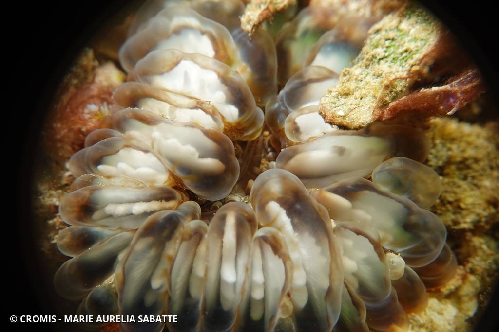 Corail à larmes