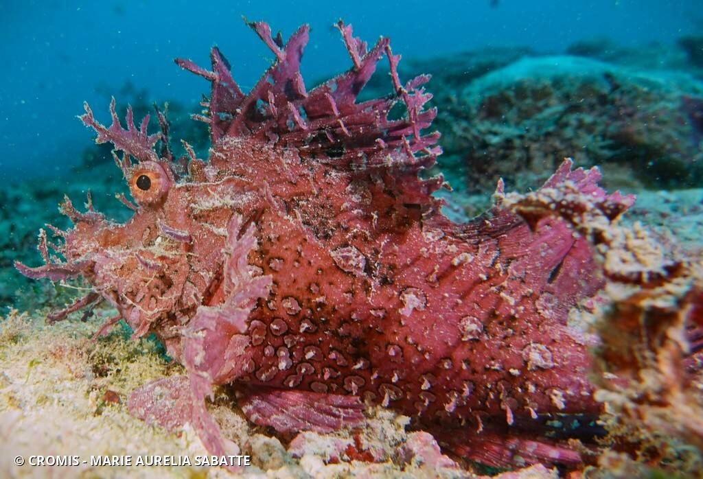 Poisson-scorpion feuillu