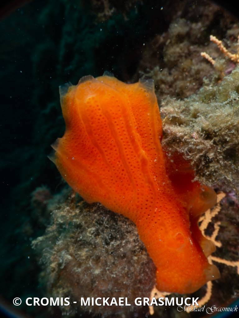 Fraise de mer