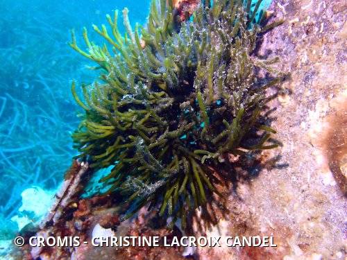 Codium fragile