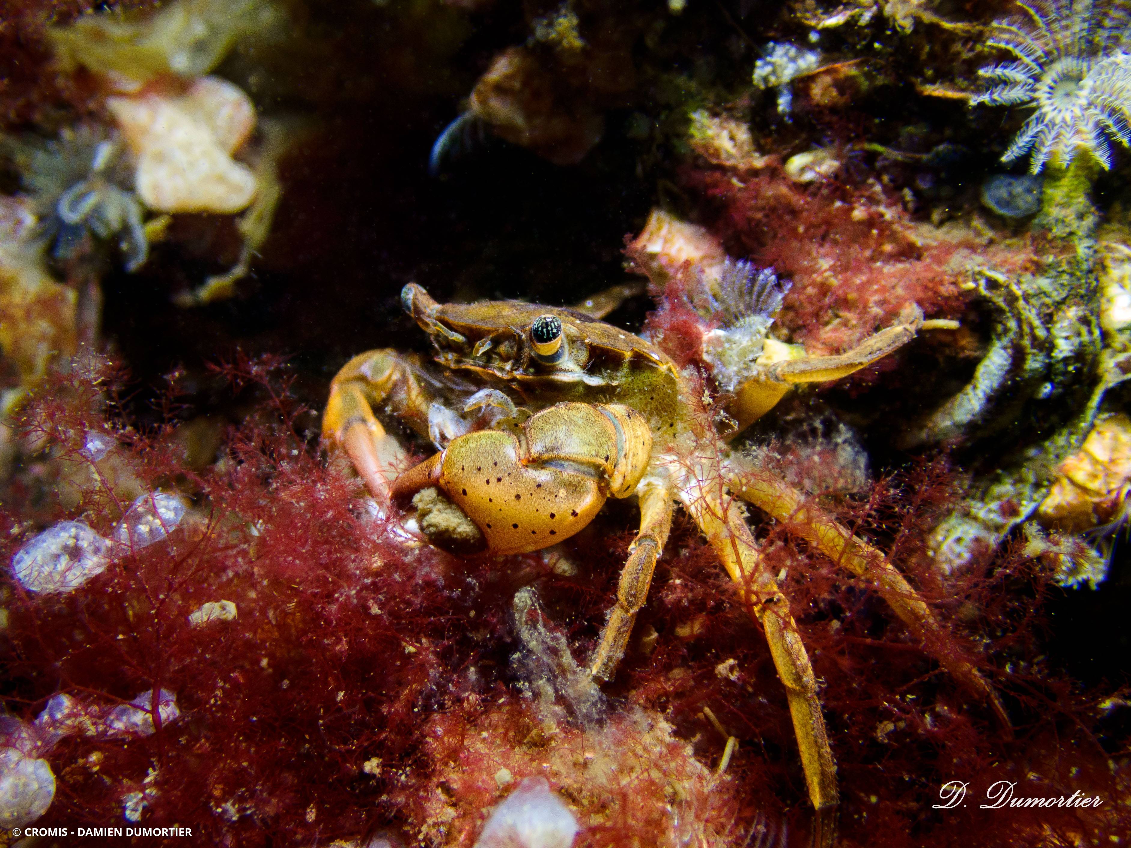 Crabe à pinceaux de Takano