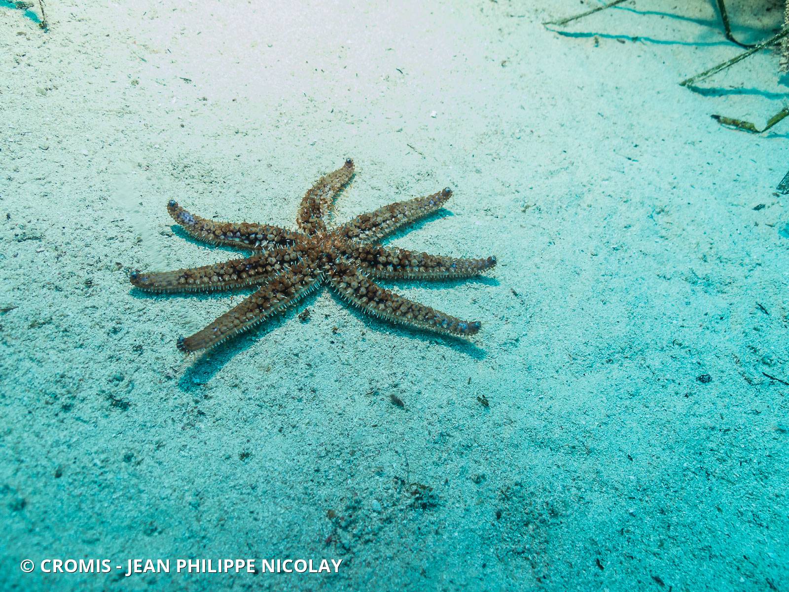 Etoile de mer épineuse