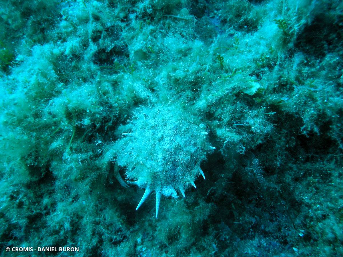 Petite araignée de mer