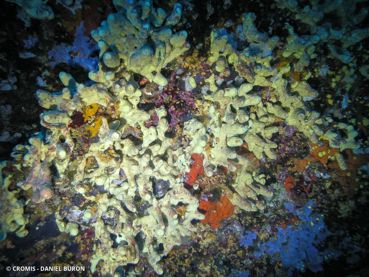 Eponge cavernicole jaune