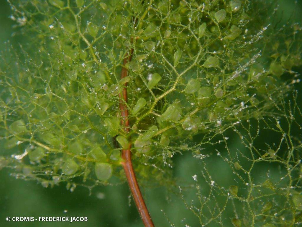 Utriculaire vulgaire