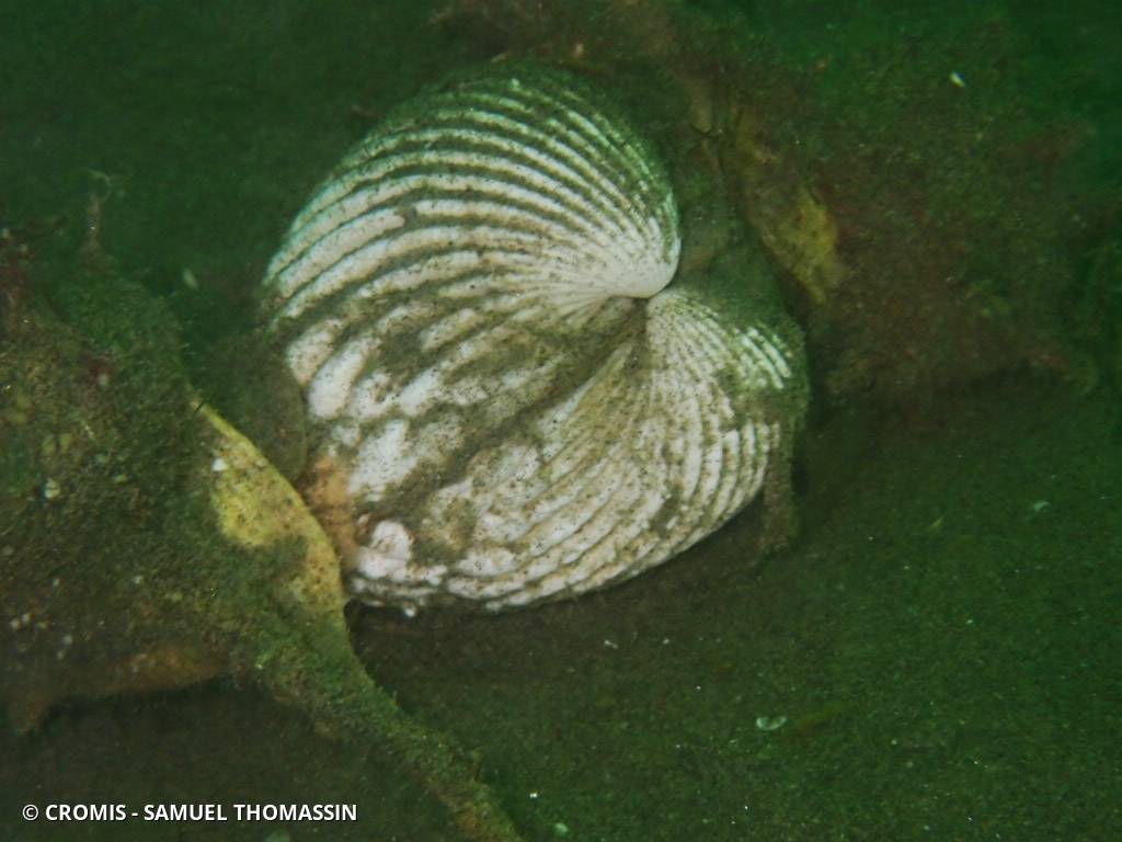 Bucarde tuberculée