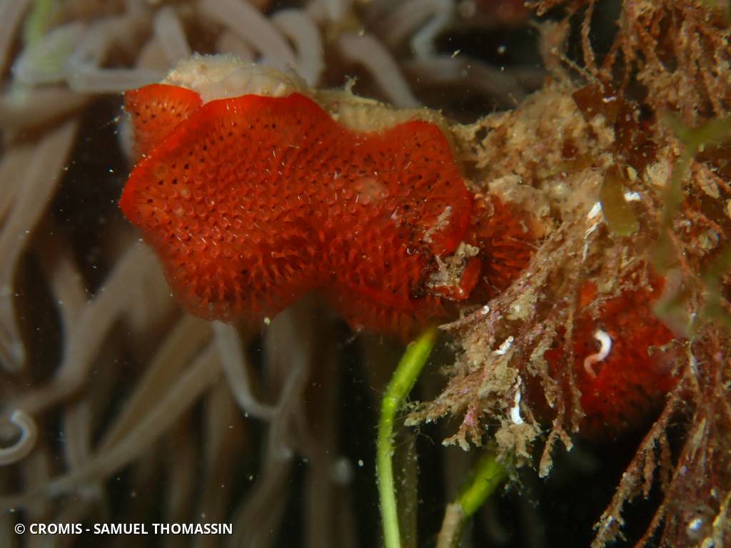 Bryozoaire orange vif et noir à points noirs