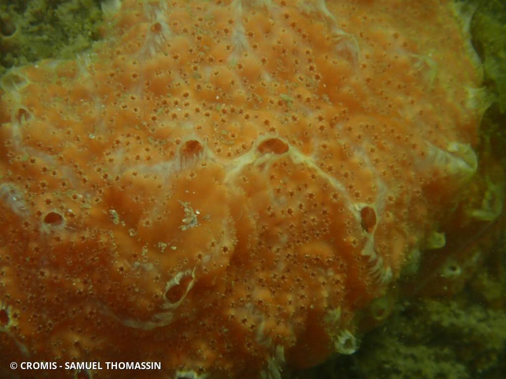 Aplidium de Nordmann (forme méditerranéenne)