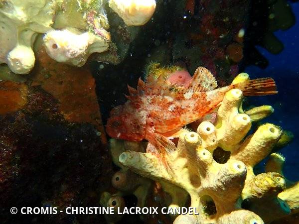 Eponge cavernicole jaune