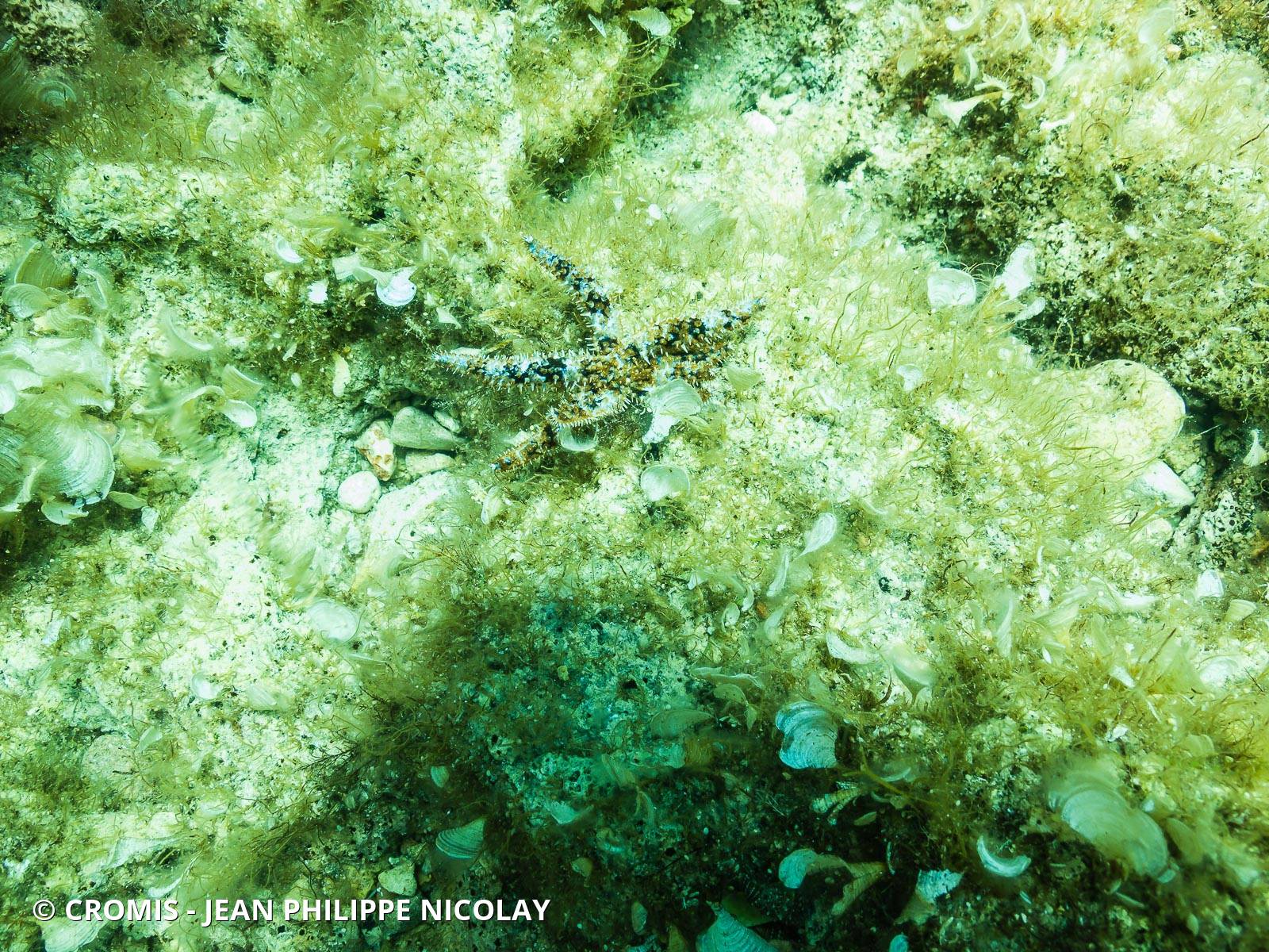 Etoile de mer épineuse