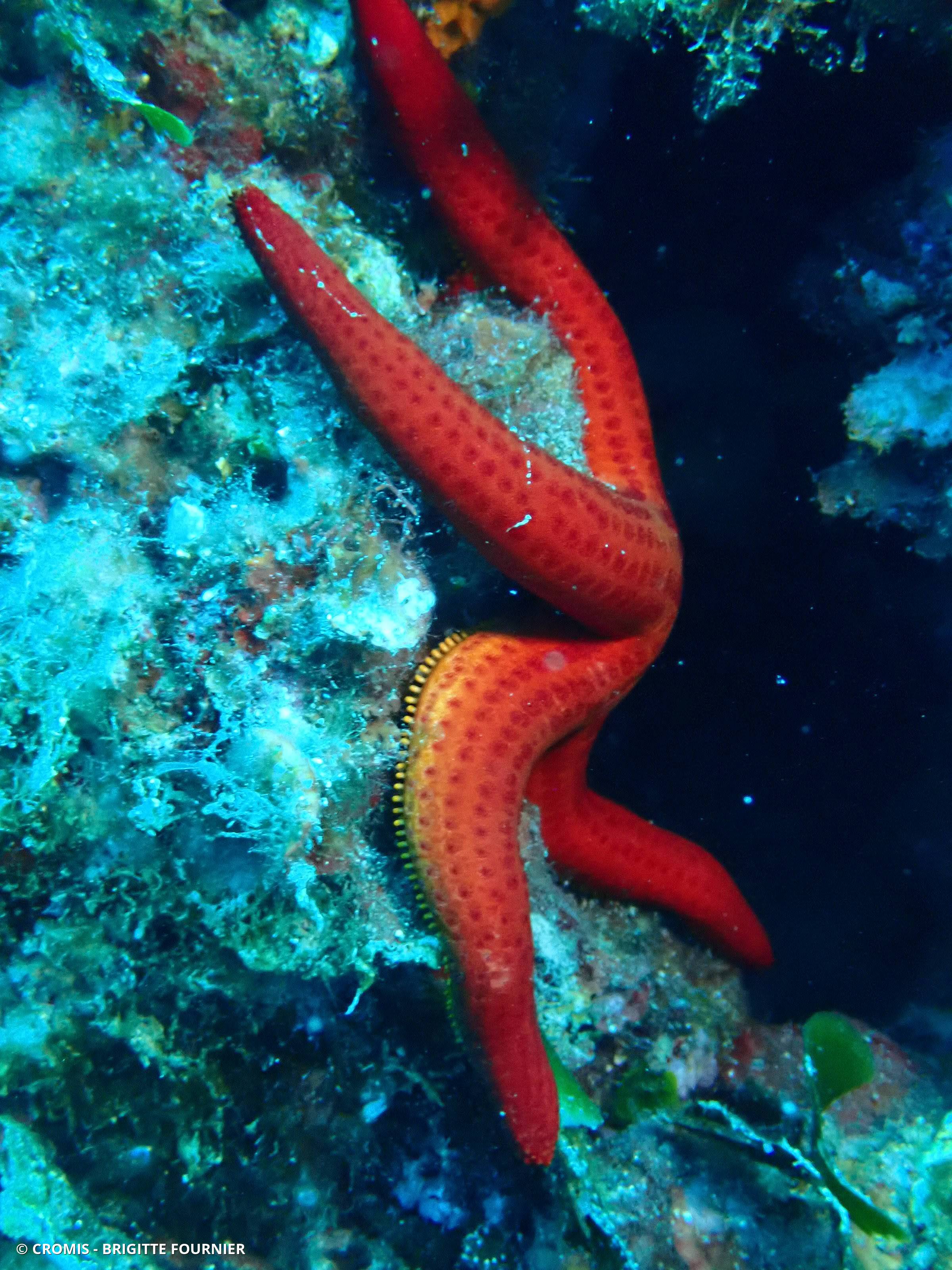 Etoile de mer lisse