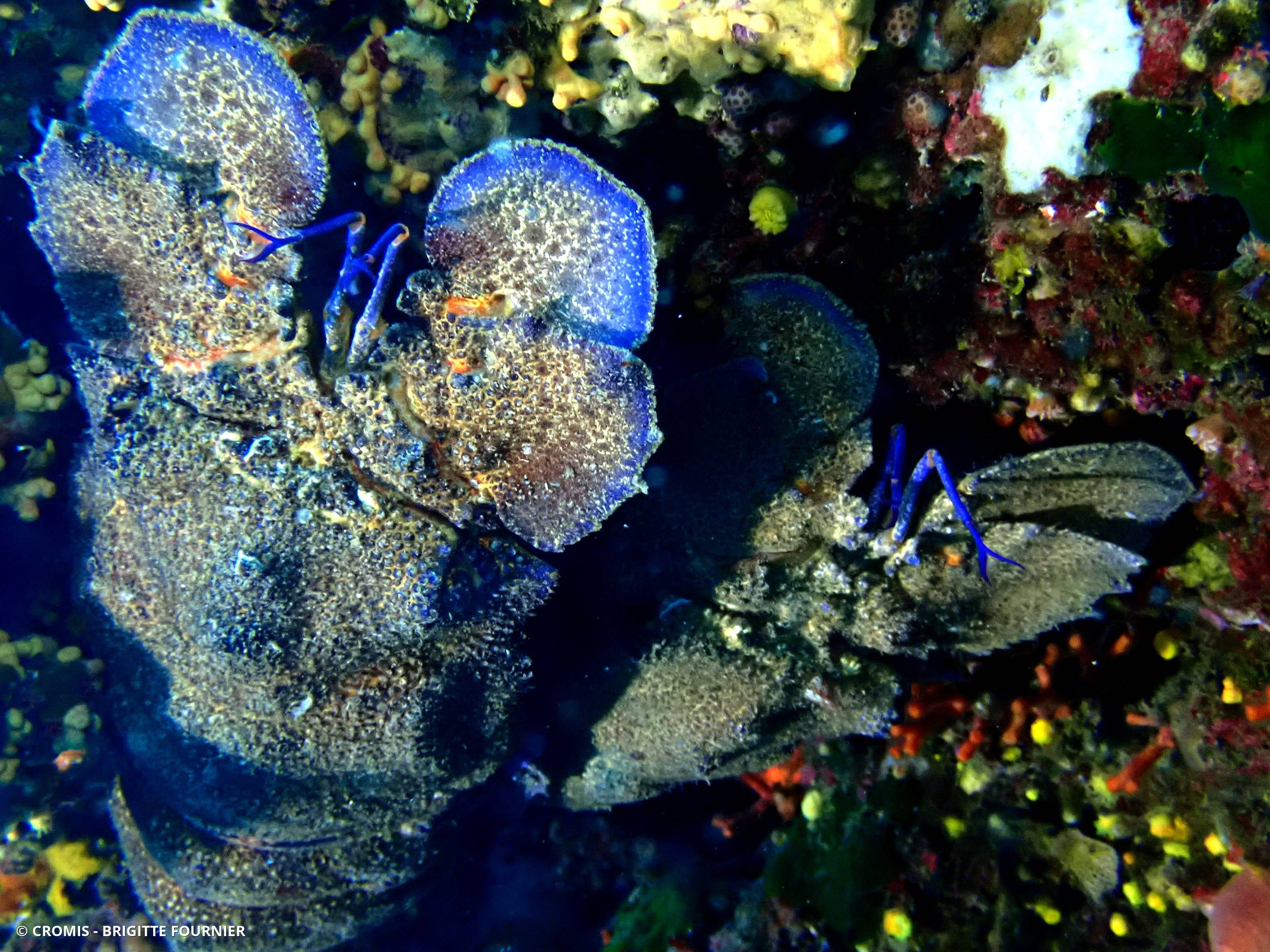 Grande cigale de mer
