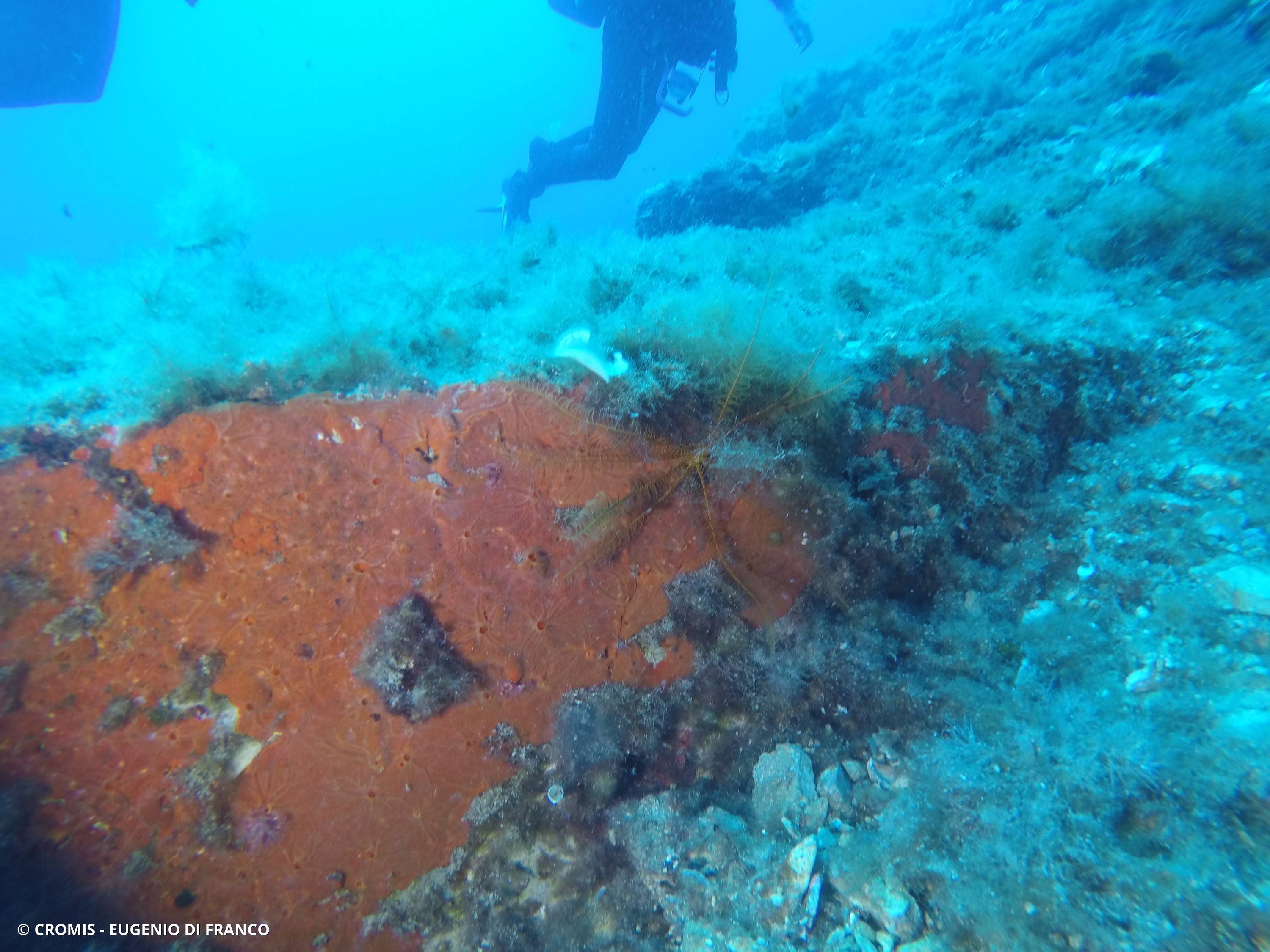 Comatule de Méditerranée