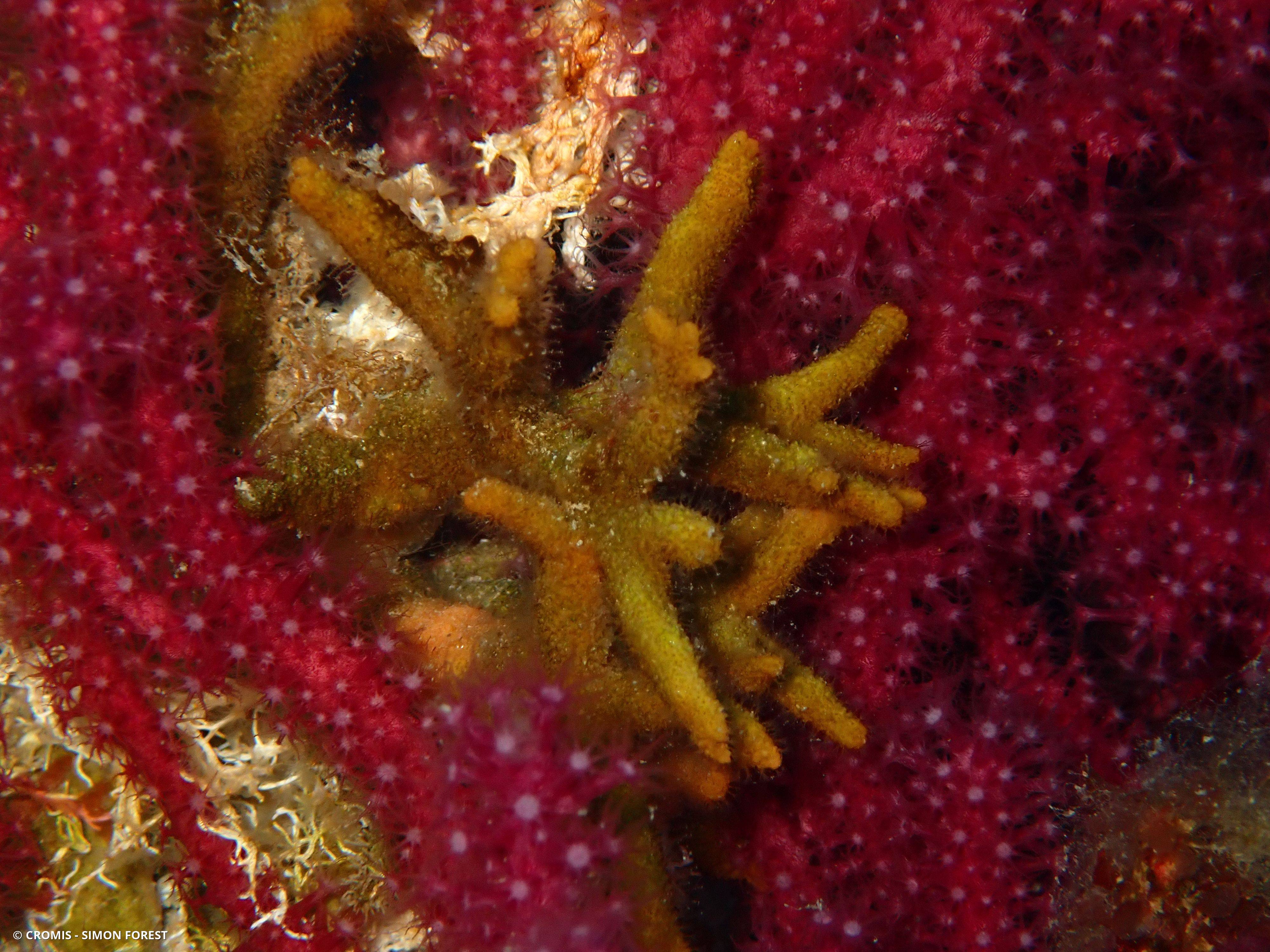 Turbicellépore cornu de Méditerranée
