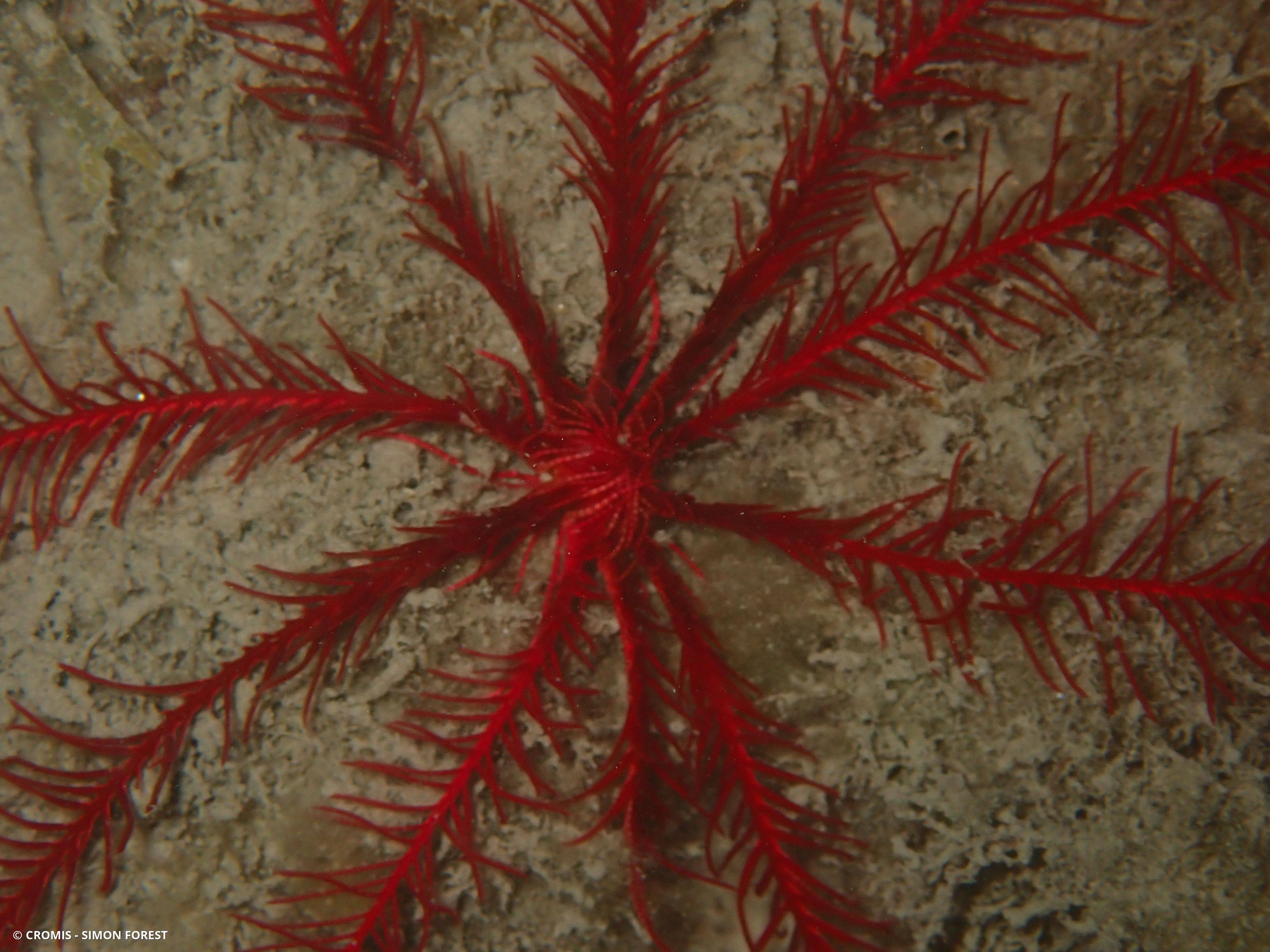 Comatule de Méditerranée