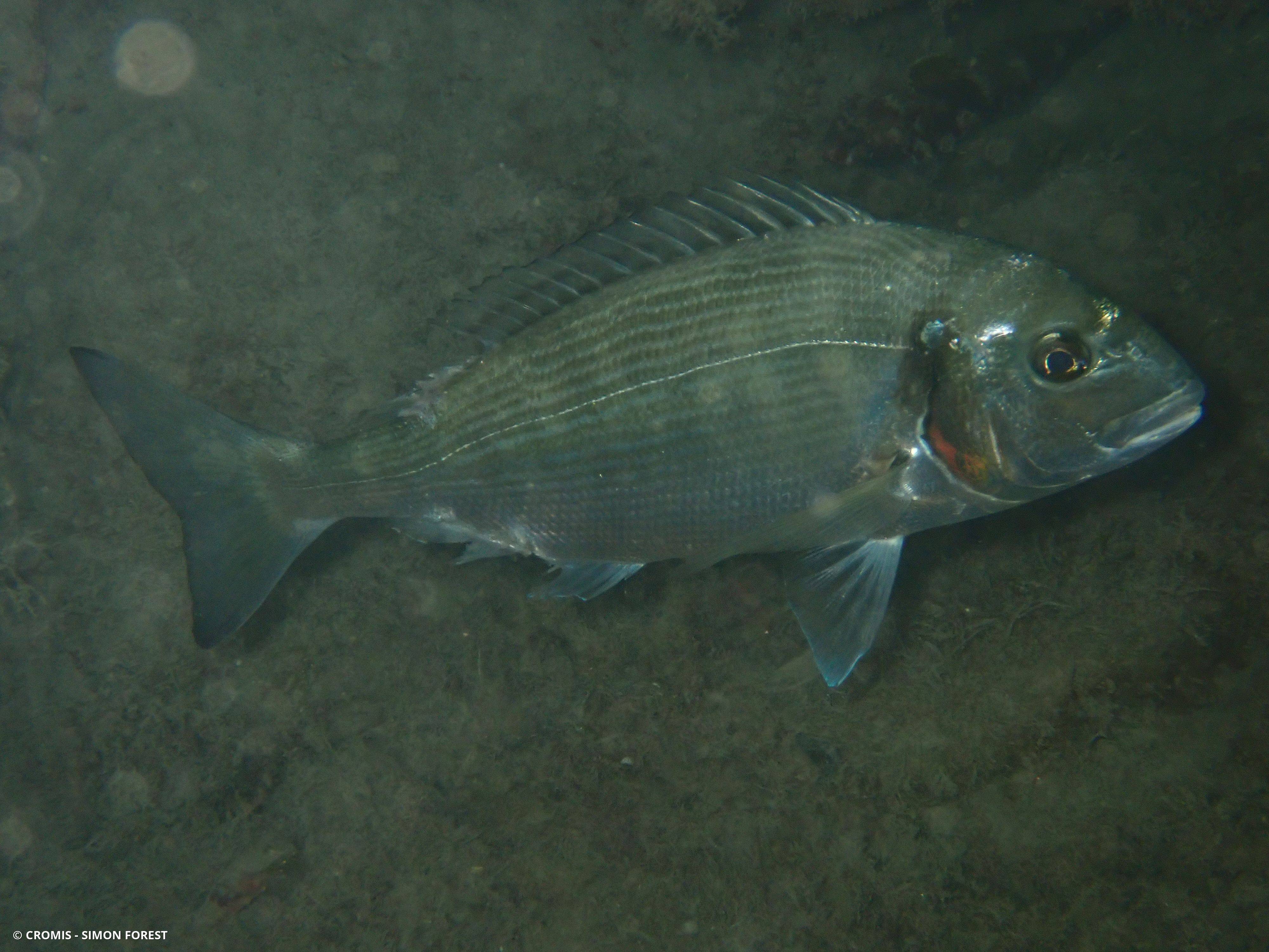 Dorade (daurade) royale