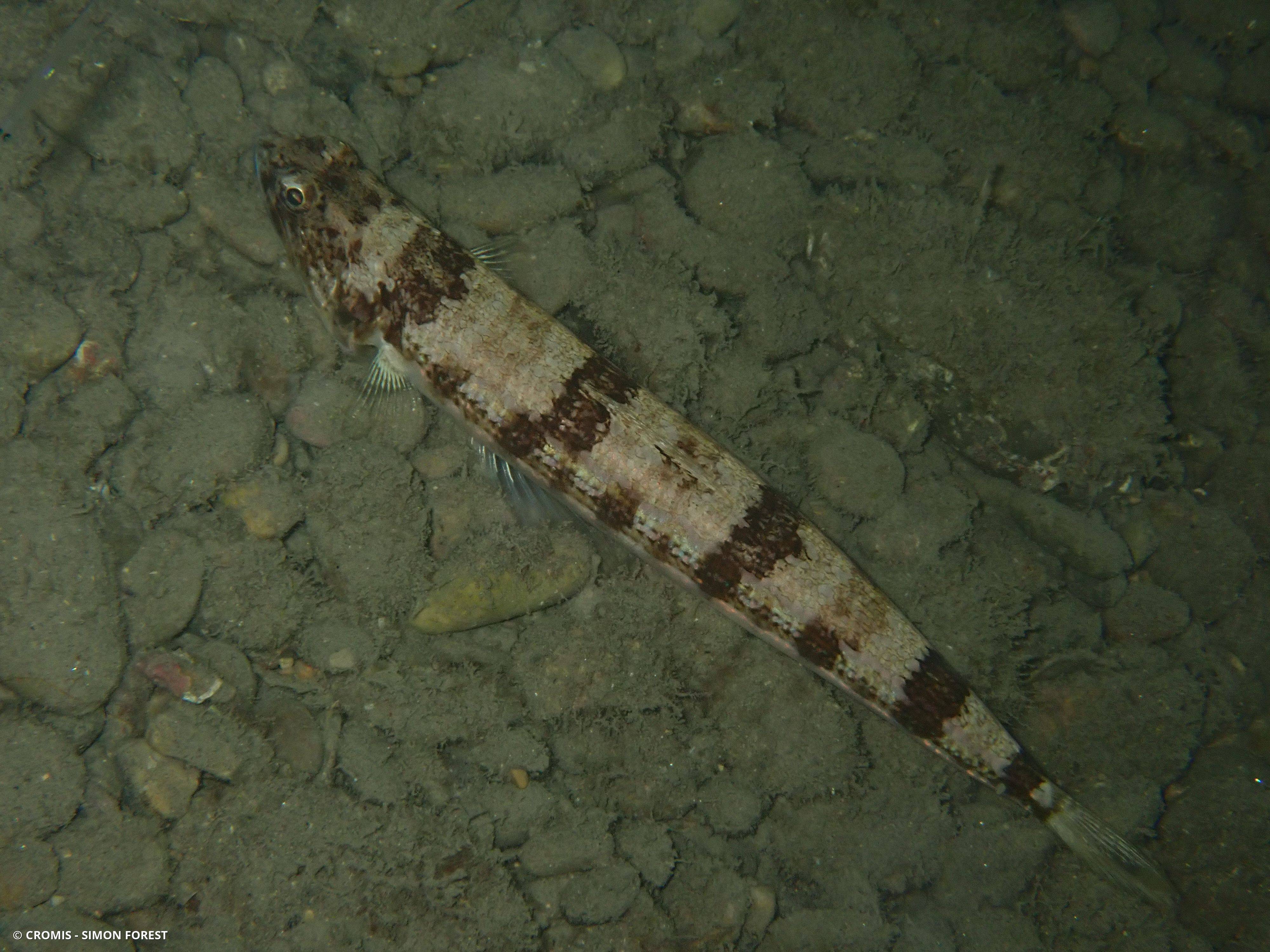 Poisson-lézard rayé
