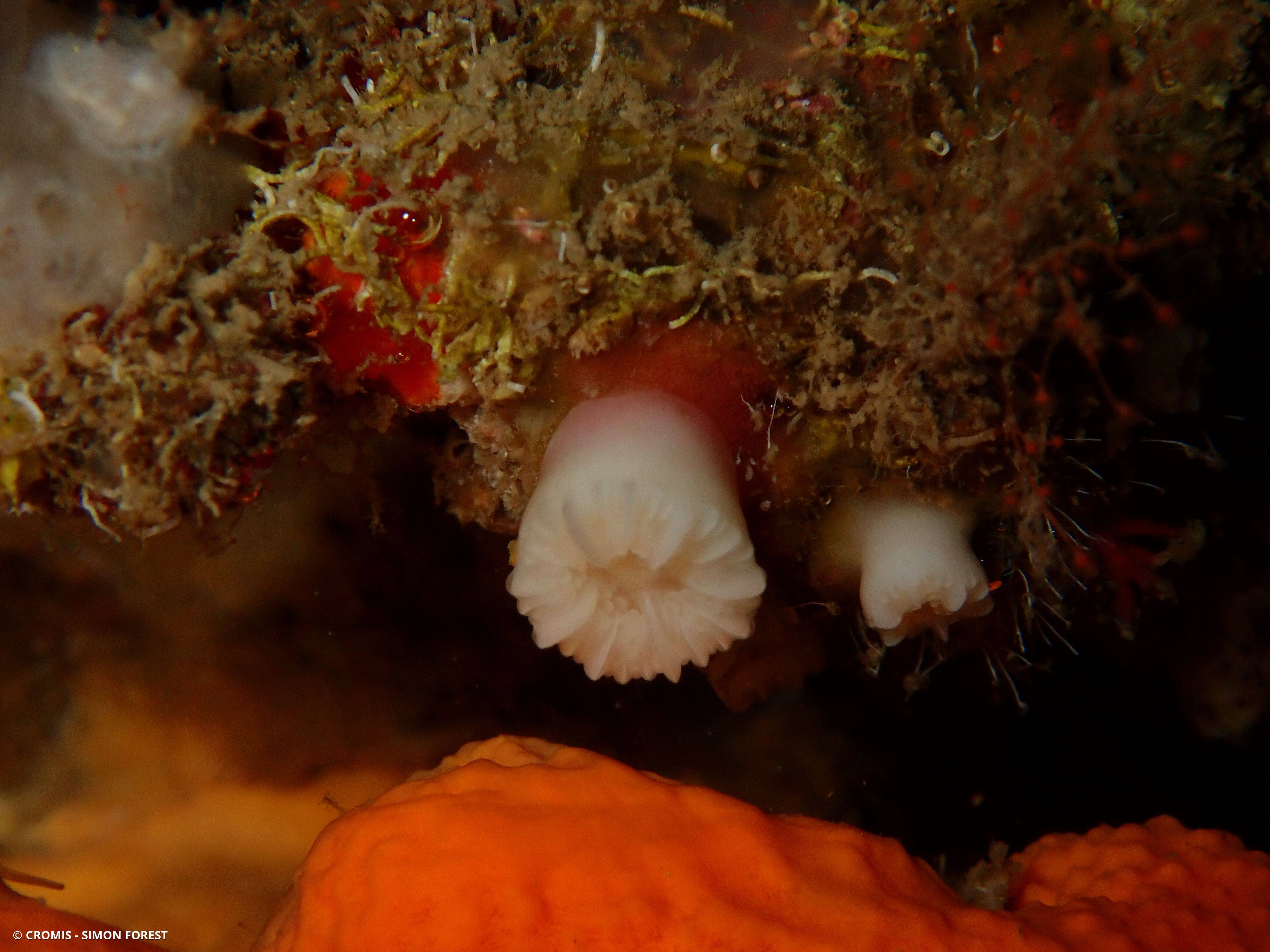 Corail nain