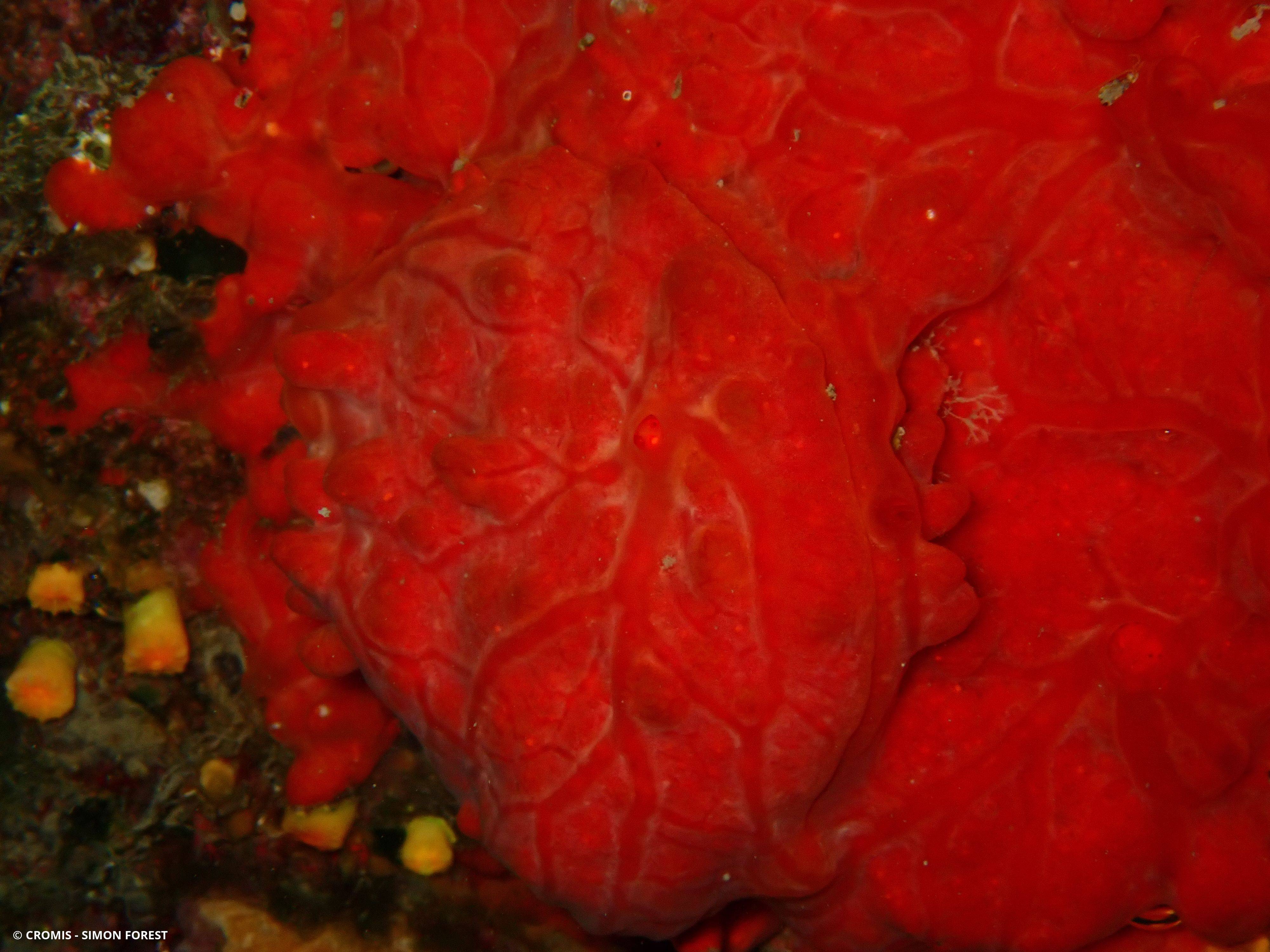 Spondyle pied-d'âne