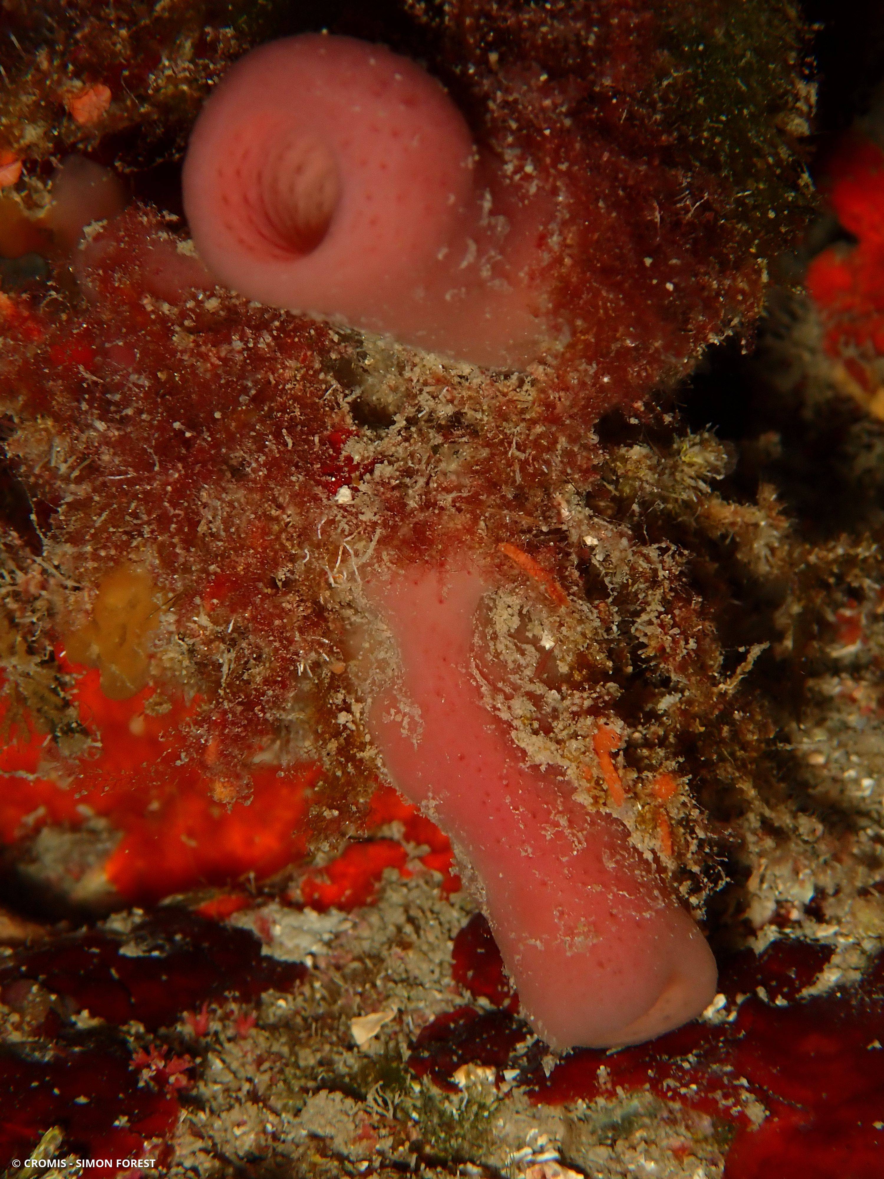 Eponge tubulaire rose