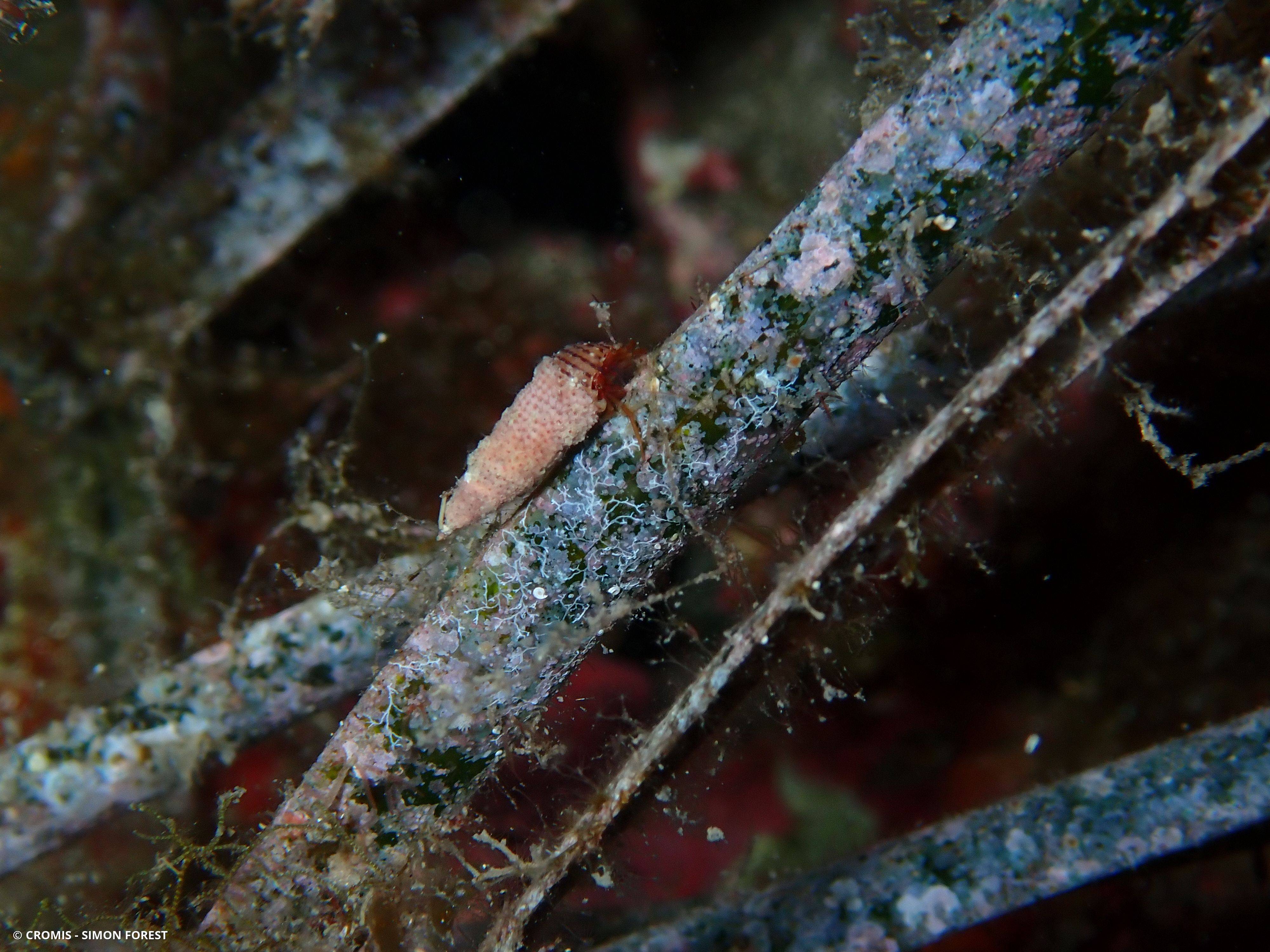 Bryozoaires encroûtants des pagures (Europe)