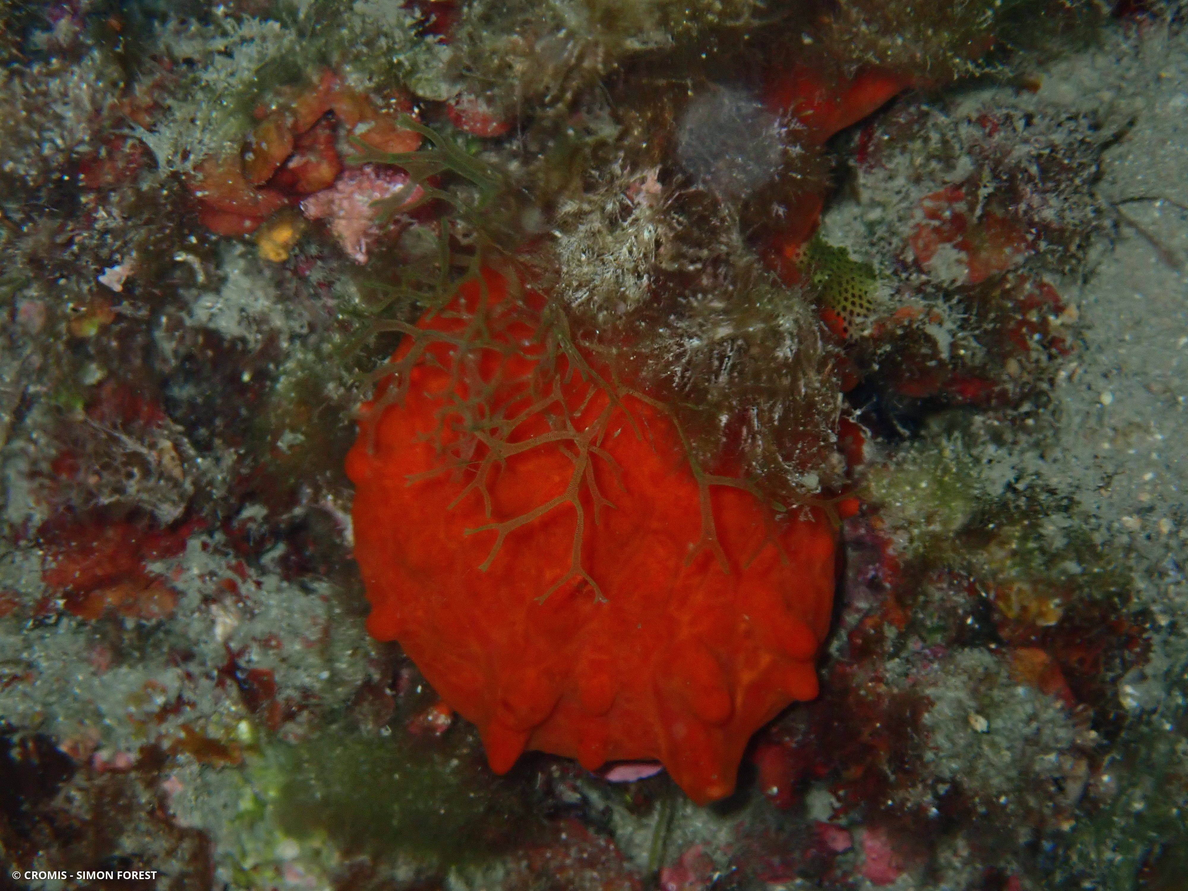 Spondyle pied-d'âne