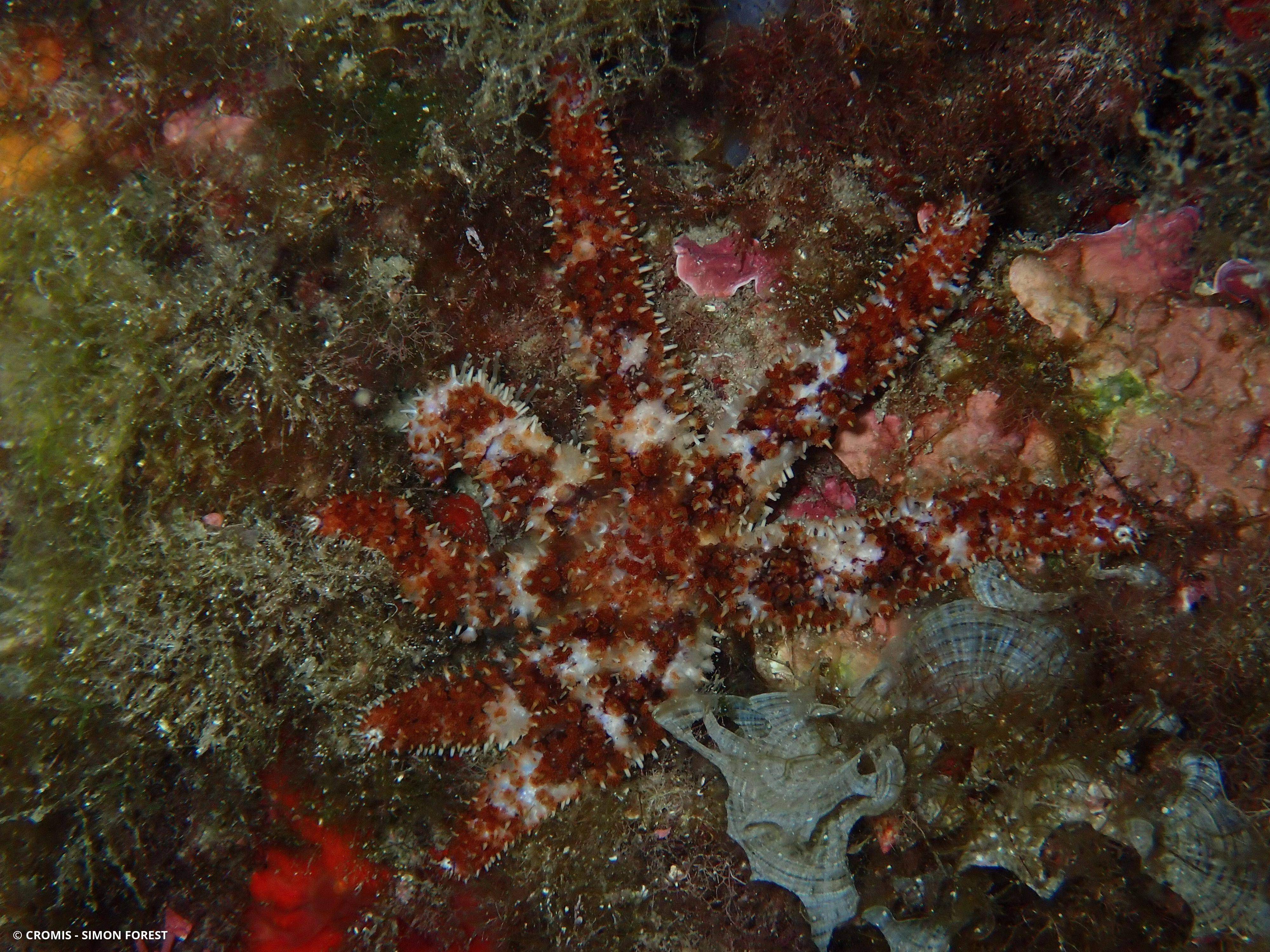 Etoile de mer épineuse