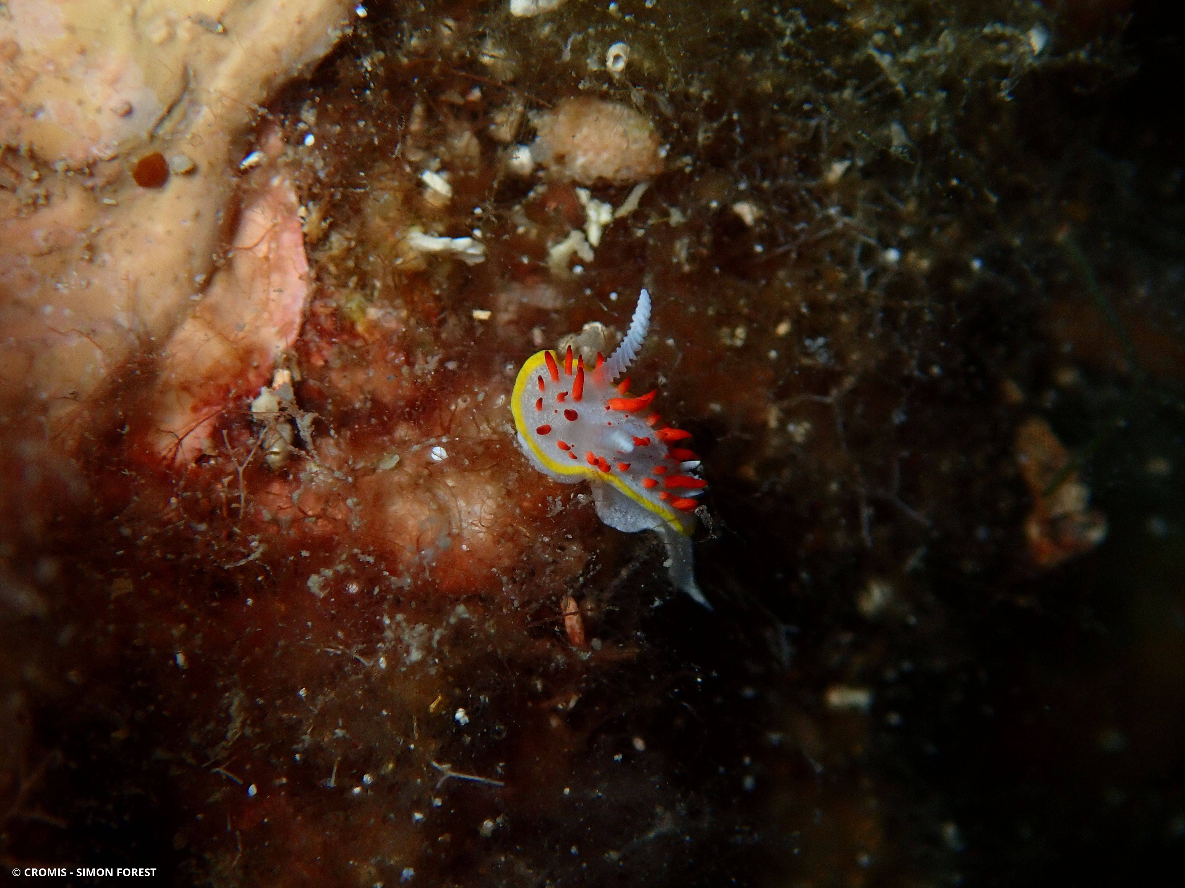 Doris à papilles rouges