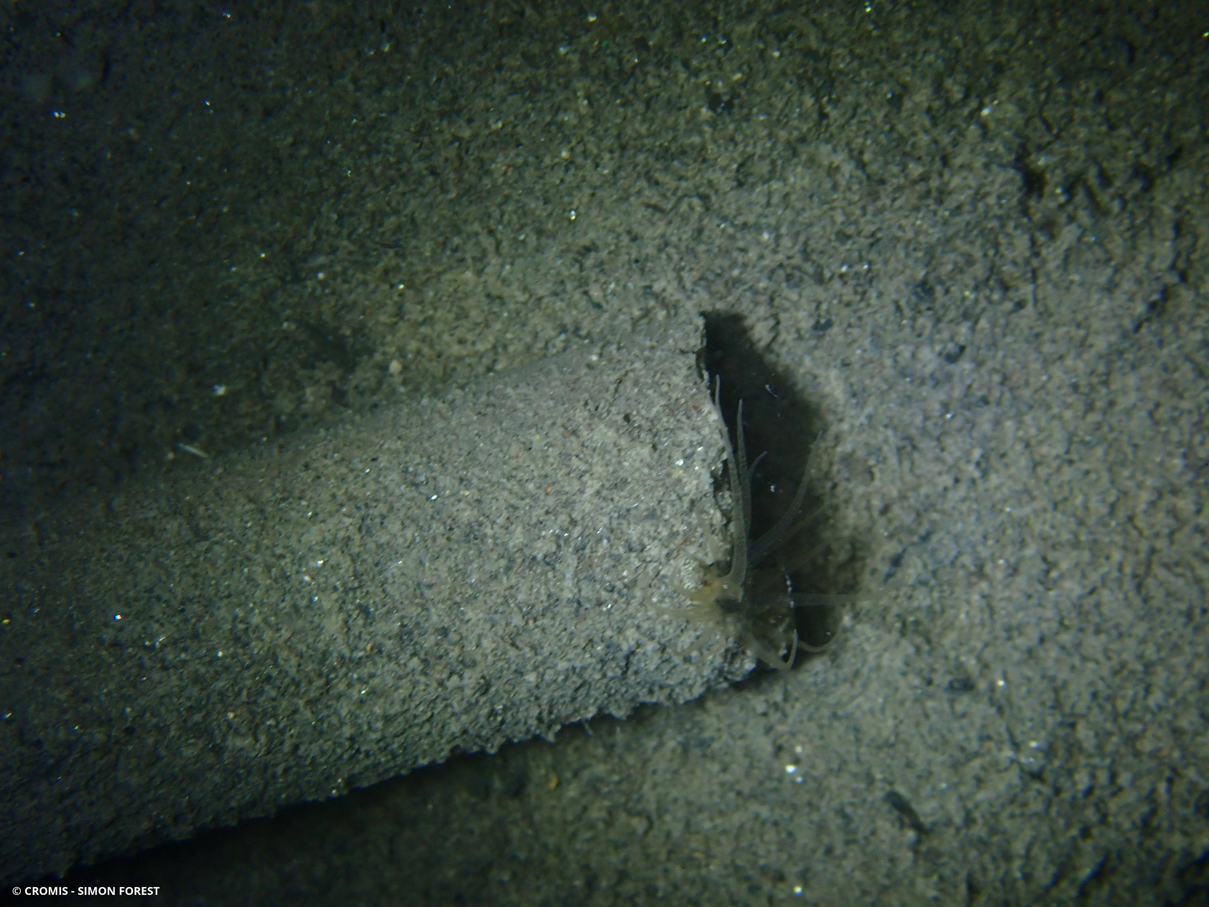 Anémone naine verruqueuse de Méditerranée