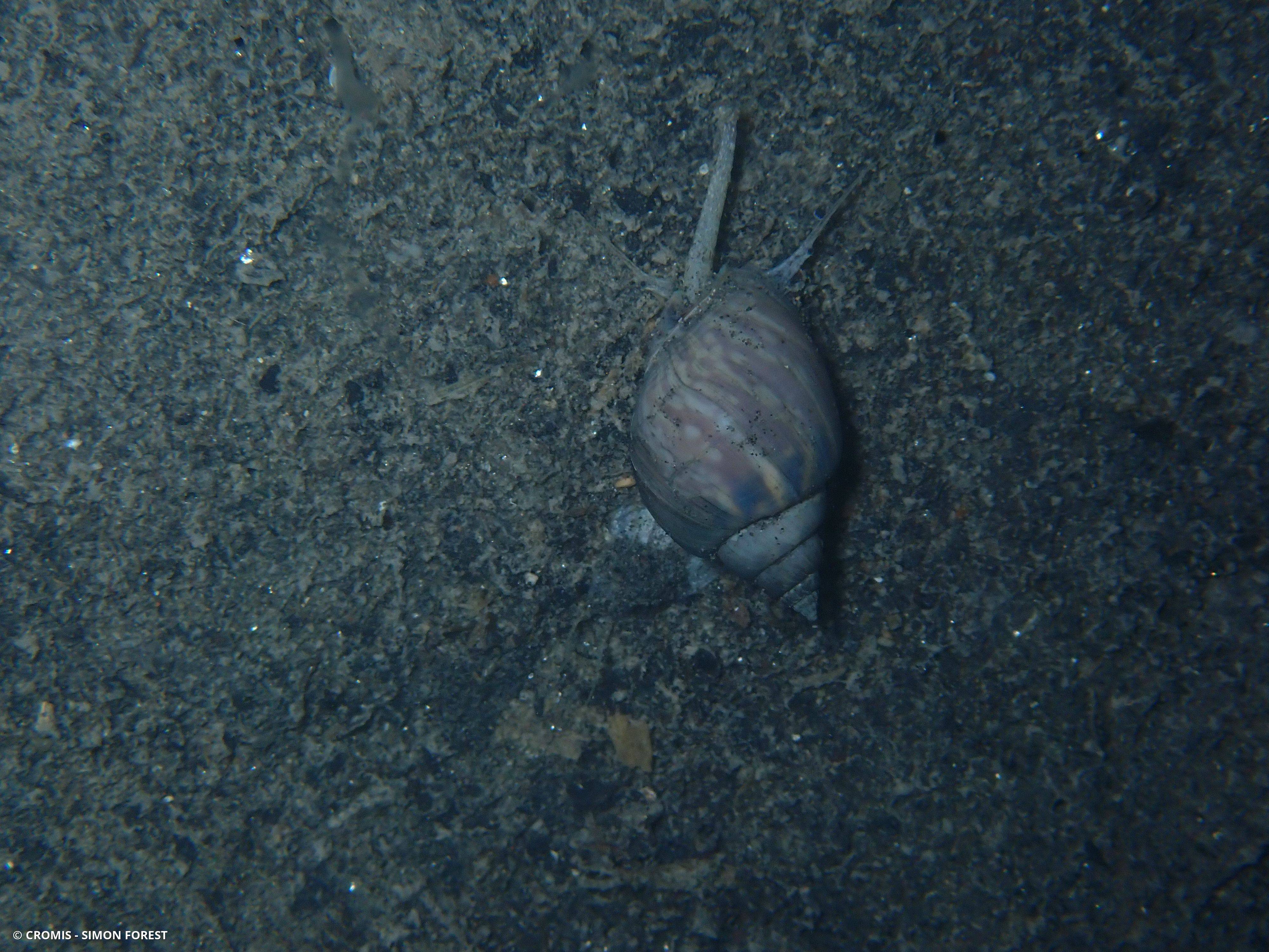 Noisette de mer
