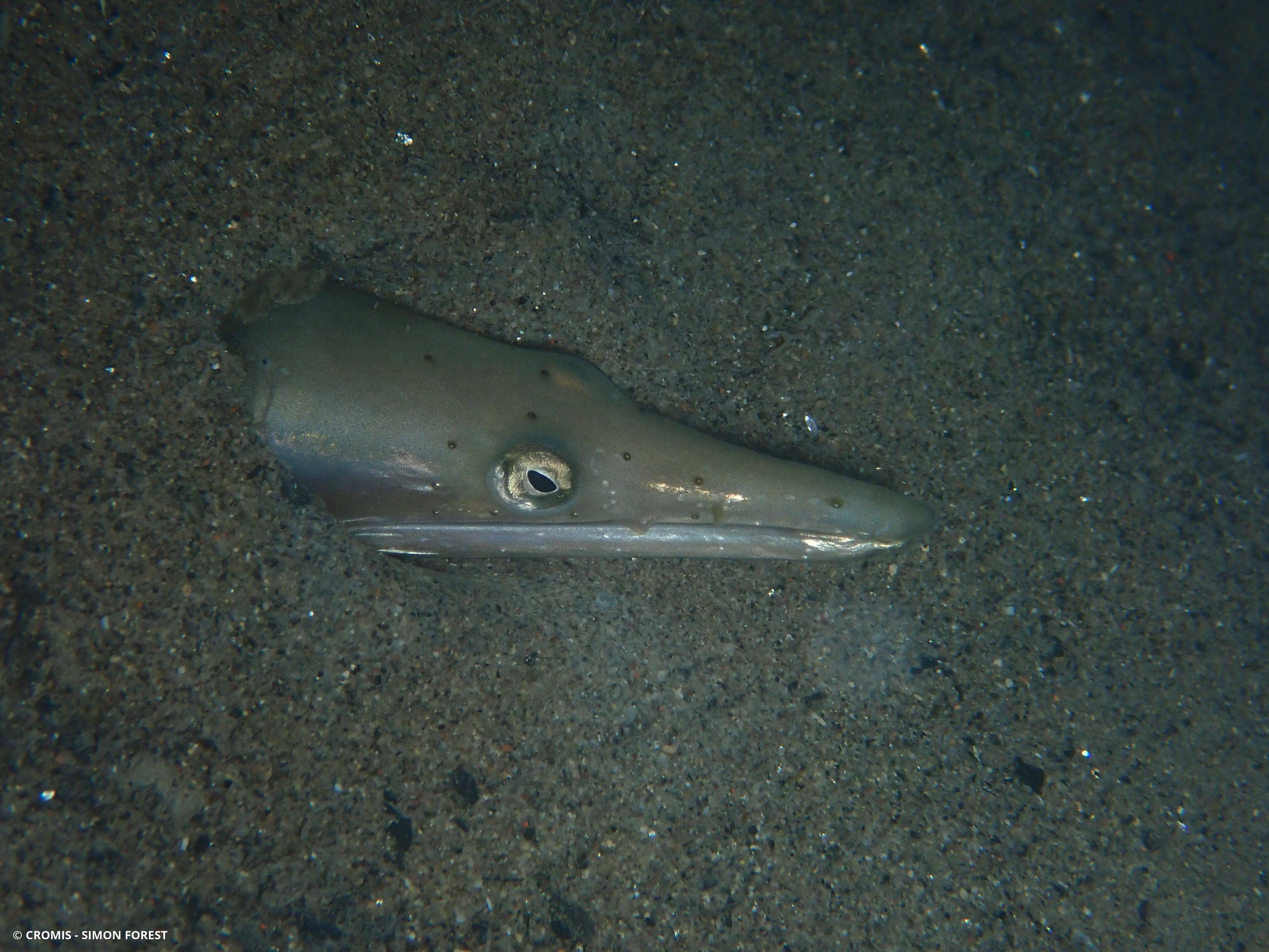 Serpenton à long nez