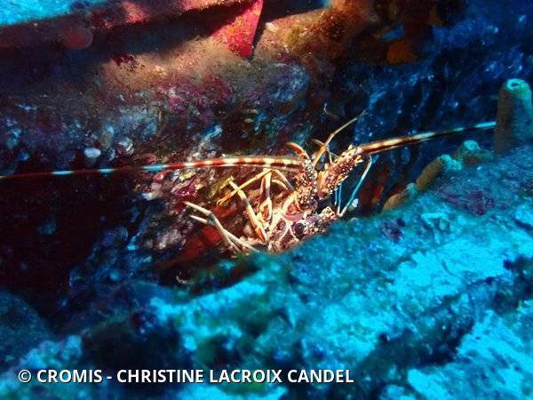 Langouste rouge