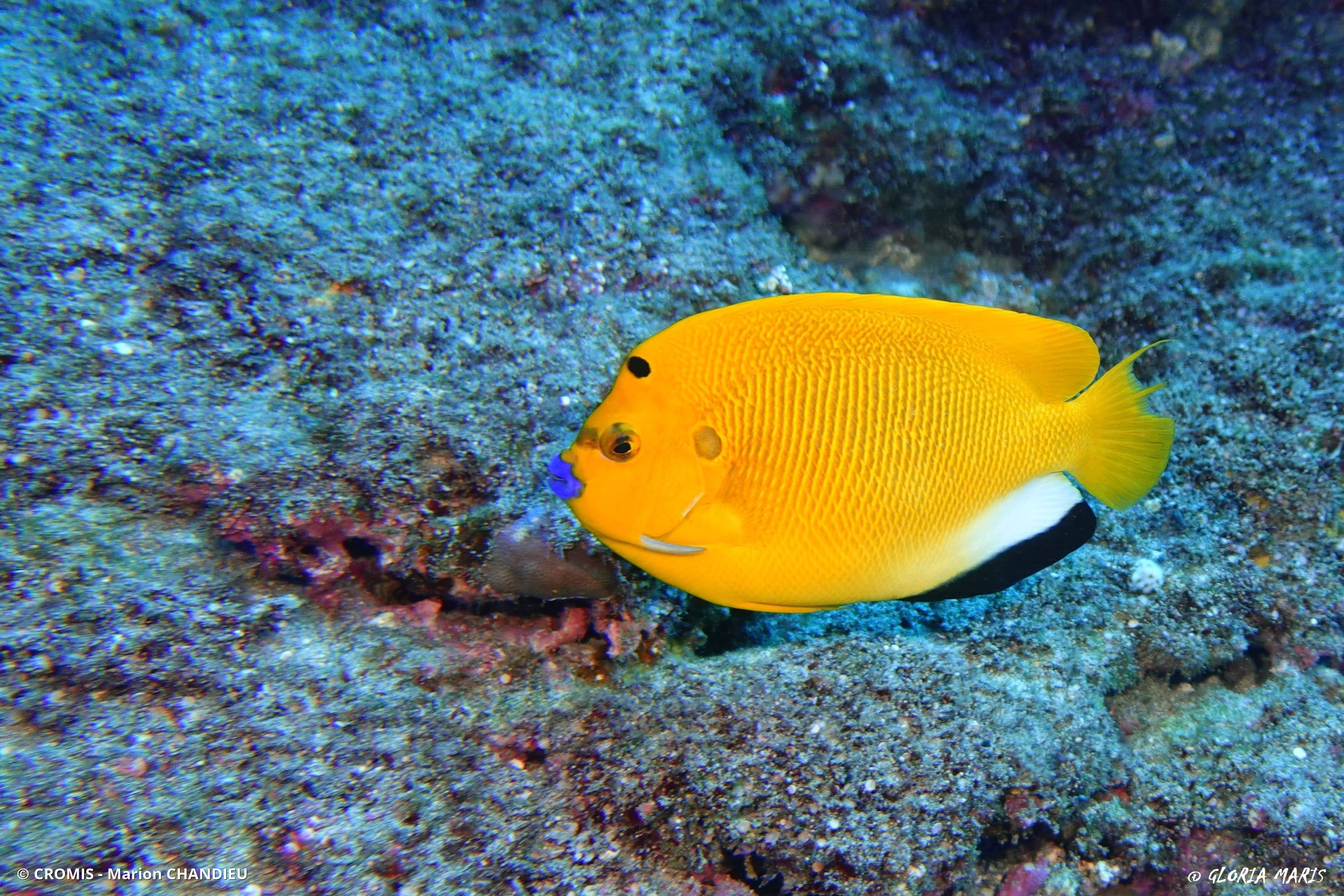 Poisson-ange à trois taches