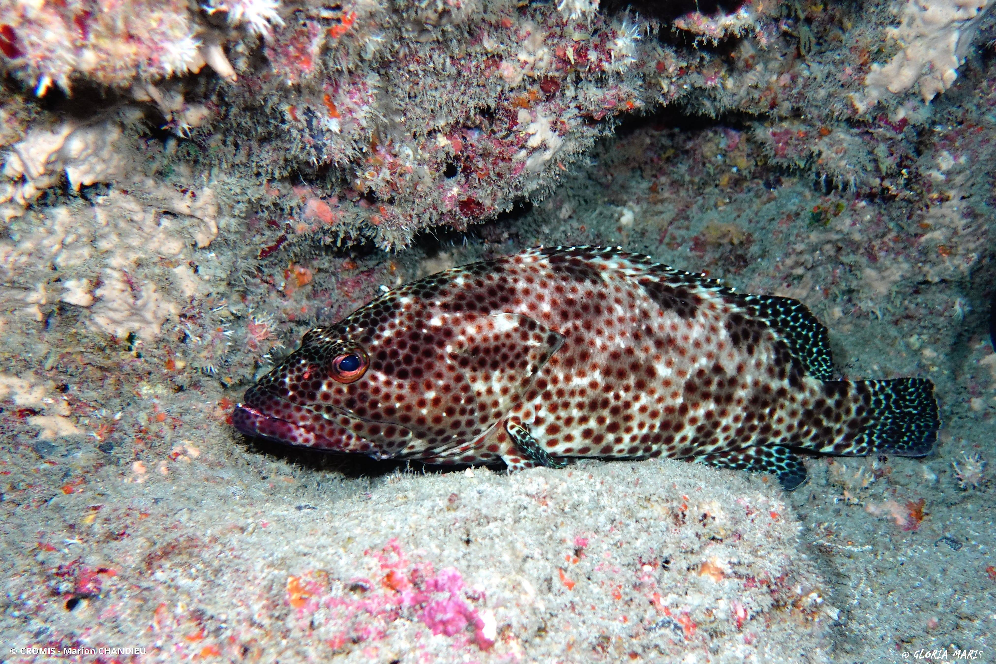 Mérou mélifère