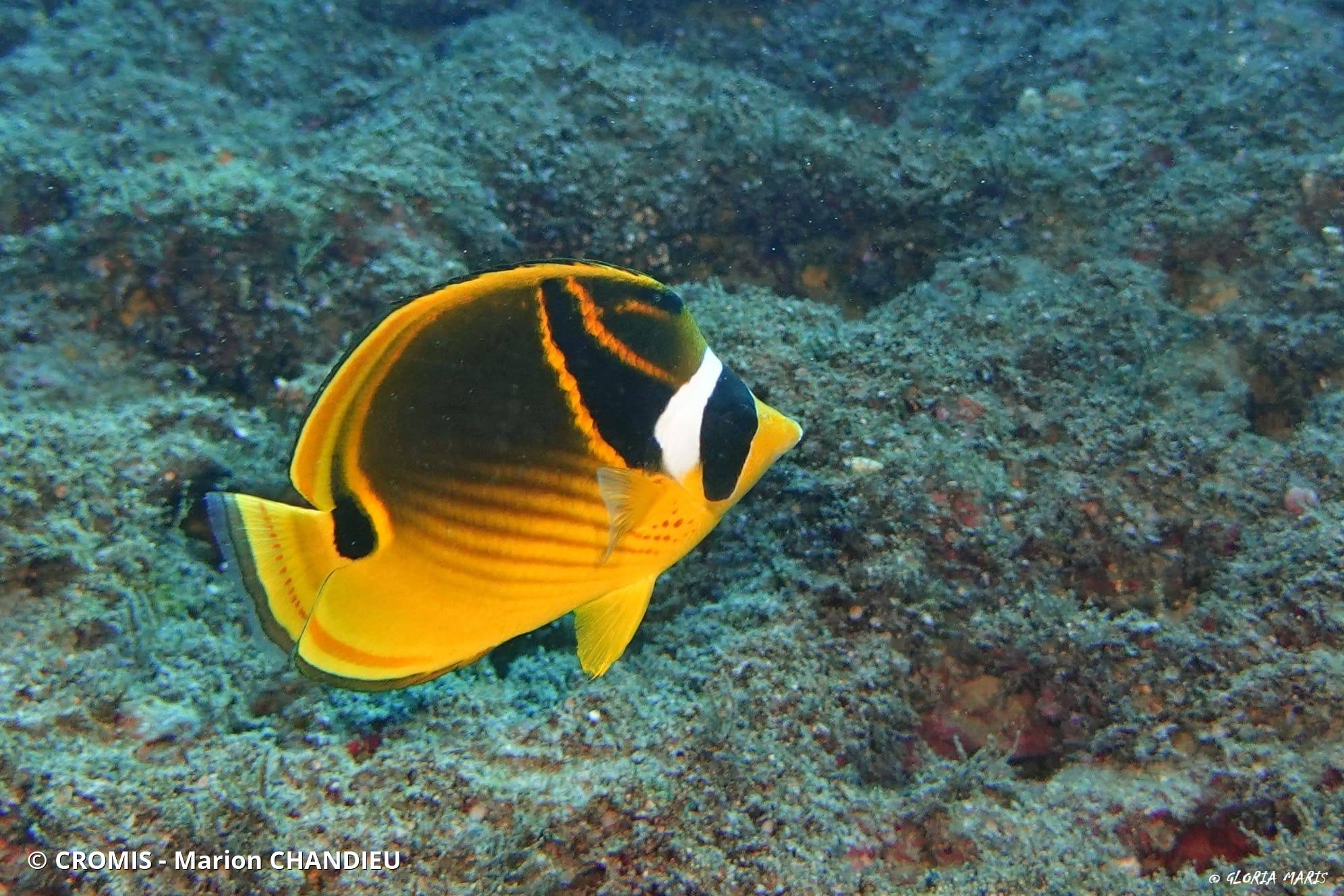 Poisson-papillon raton laveur