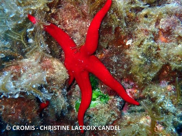 Etoile de mer lisse