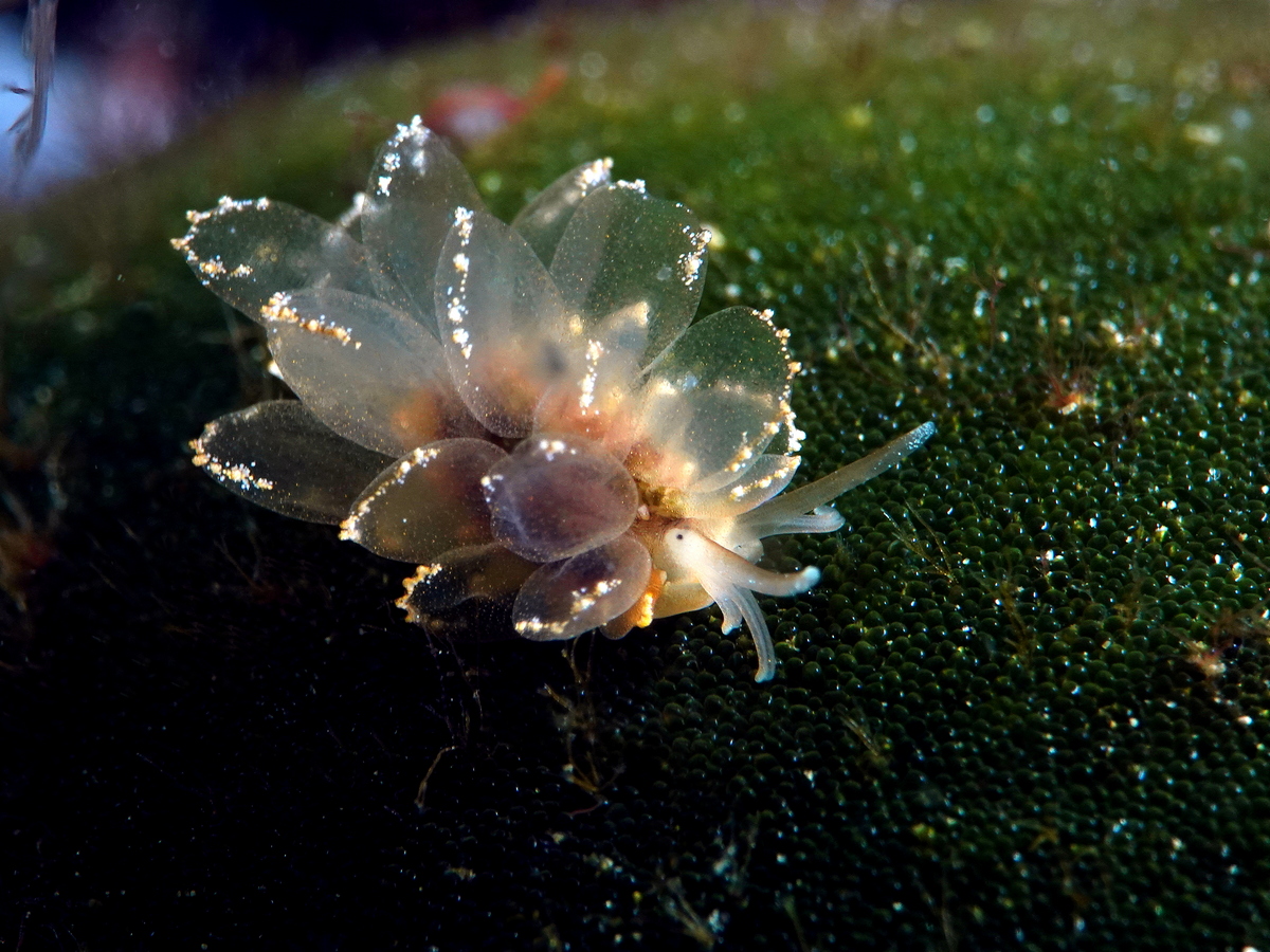Cyerce grecque