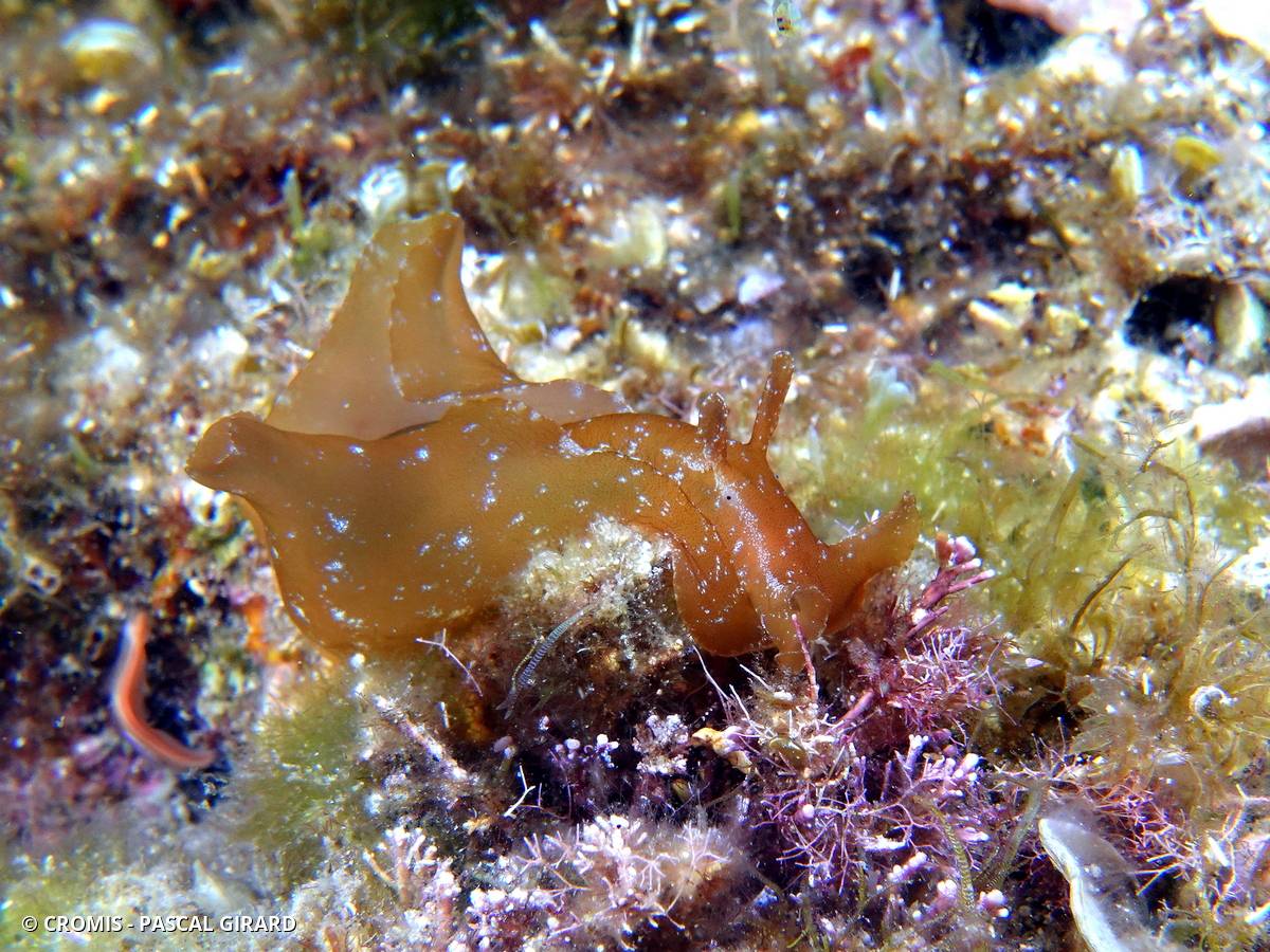 Aplysie visqueuse