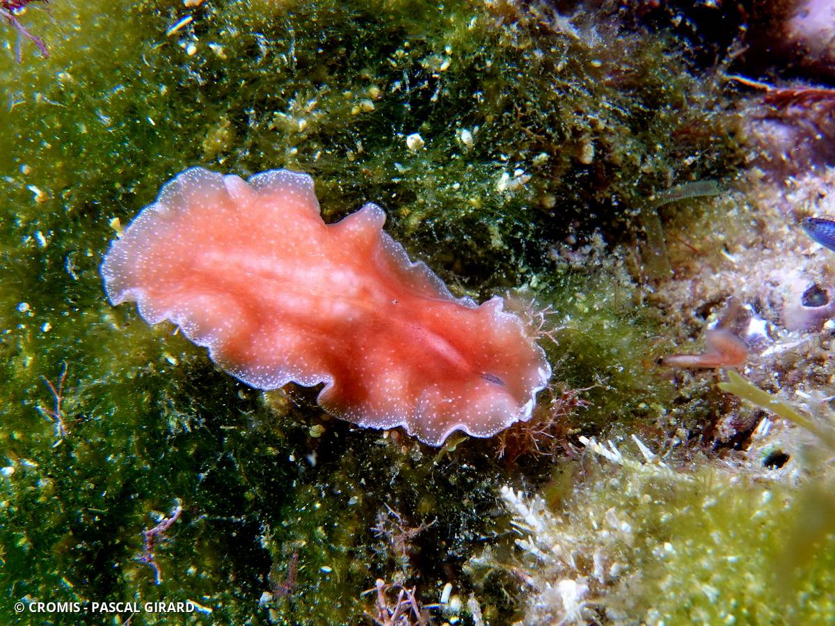 Eurylepte cornue