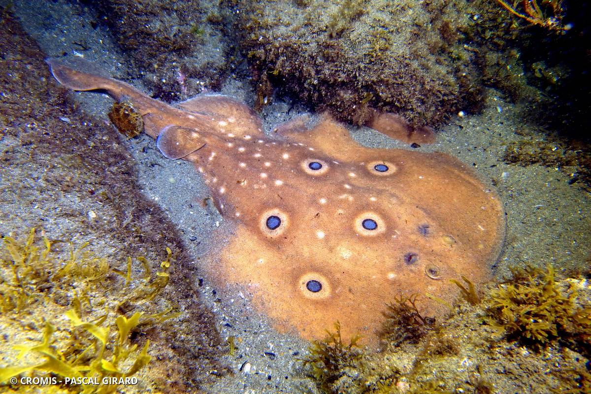 Torpille ocellée