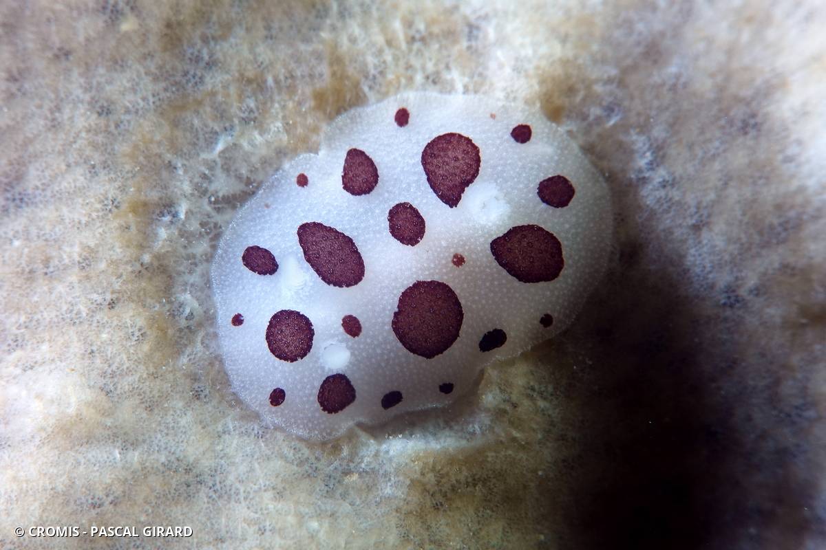 Doris dalmatienne