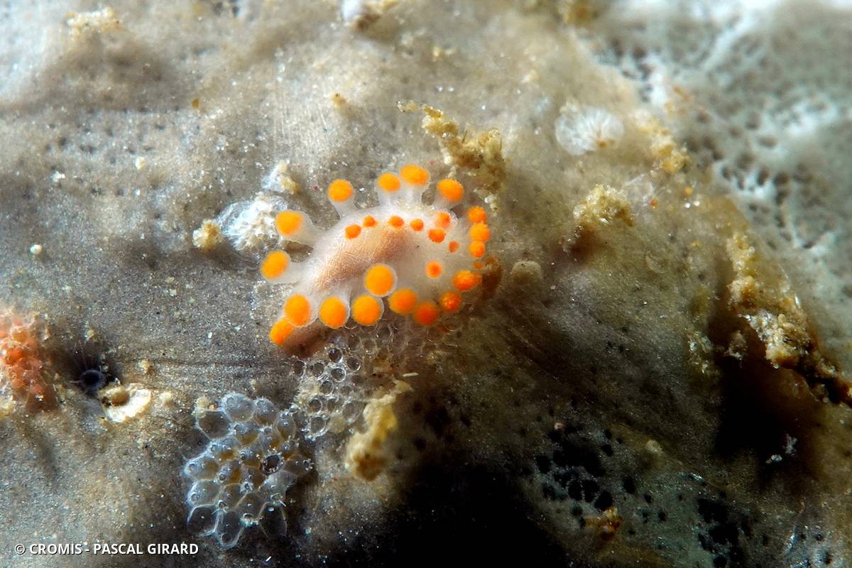 Limacia d'Ines